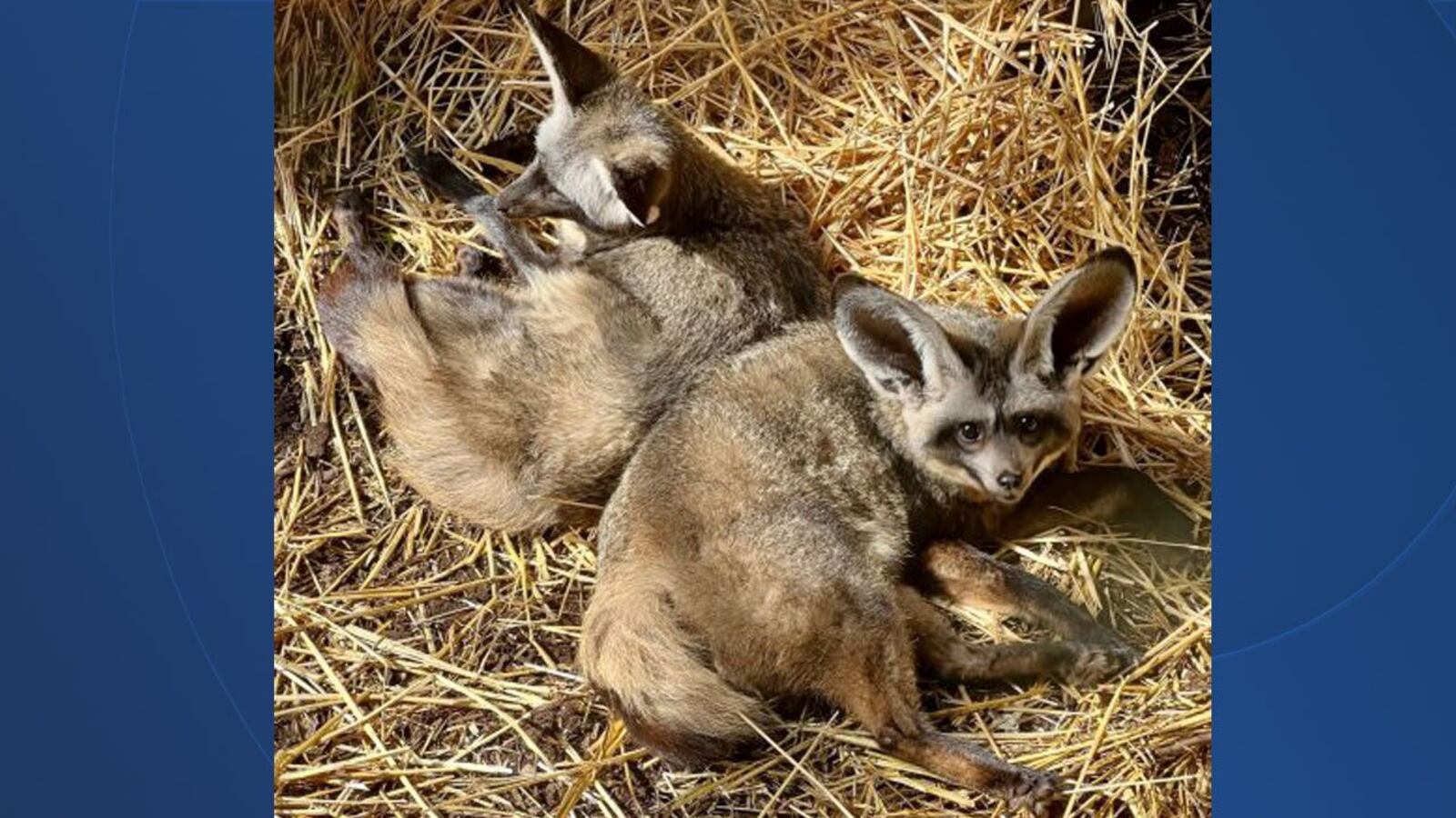 New parents Frankie and Otis co-rear their newborn young, with both mother and father taking on the tasks of babysitting their new young. Photo courtesy Cincinnati Zoo and Botanical Garden