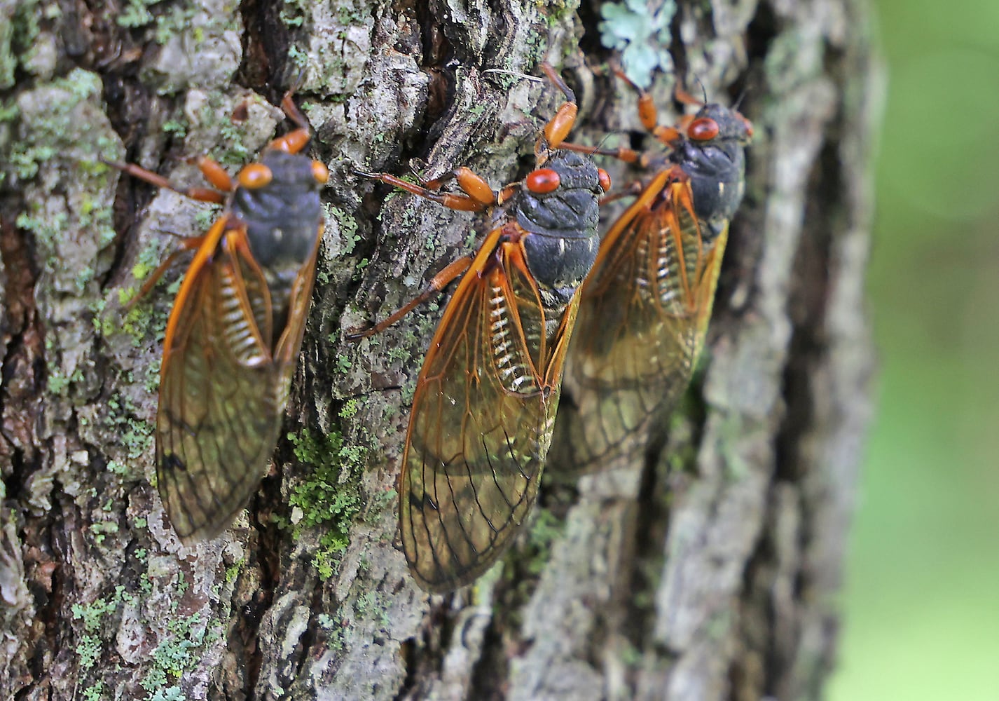 060421 Cicadas SNS