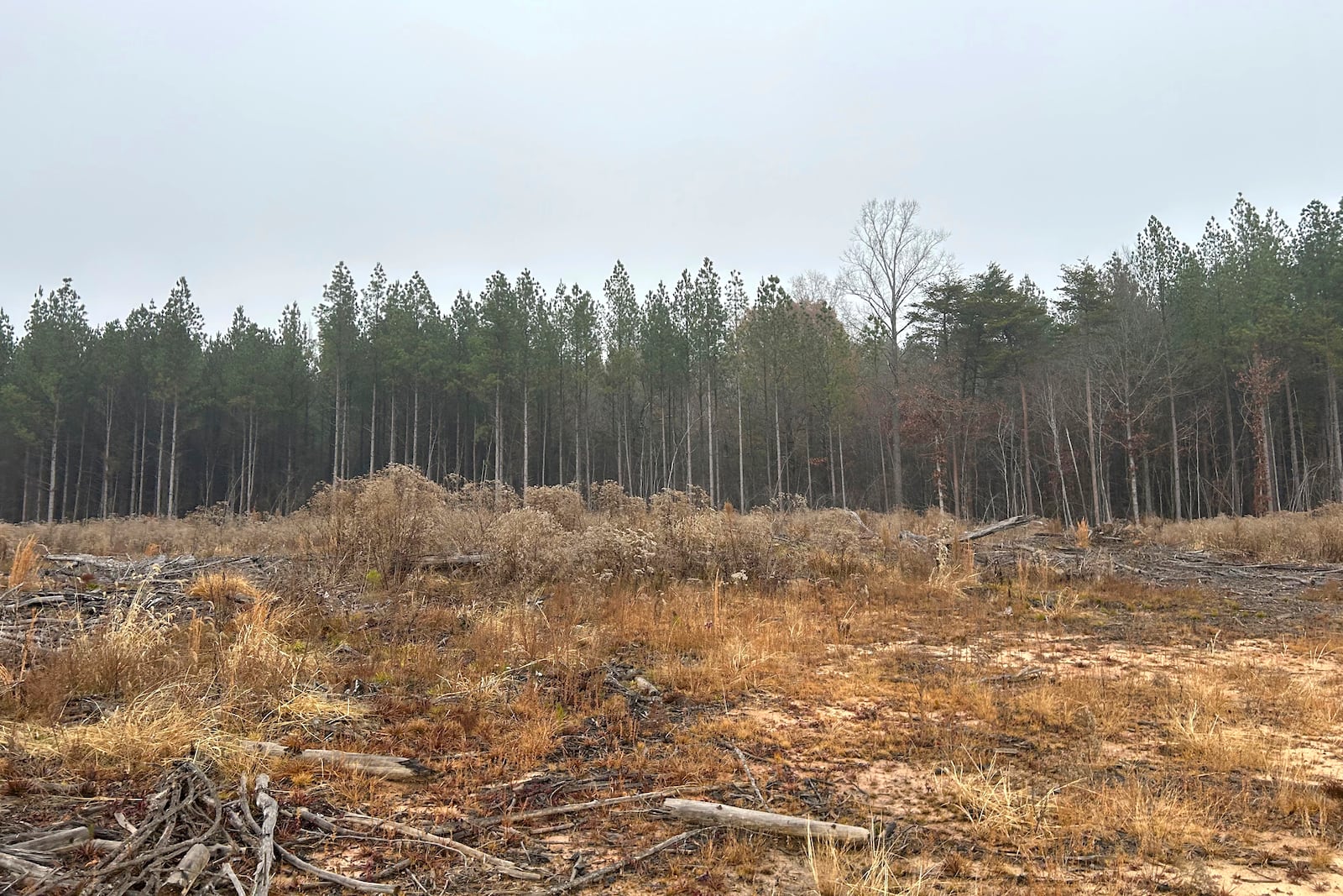 This photo provided by Jeff Bennett shows land that is being cleared near graves of Black tenant farmers, Dec. 10, 2024, on the former Oak Hill plantation outside of Danville, Va. (Jeff Bennett via AP)