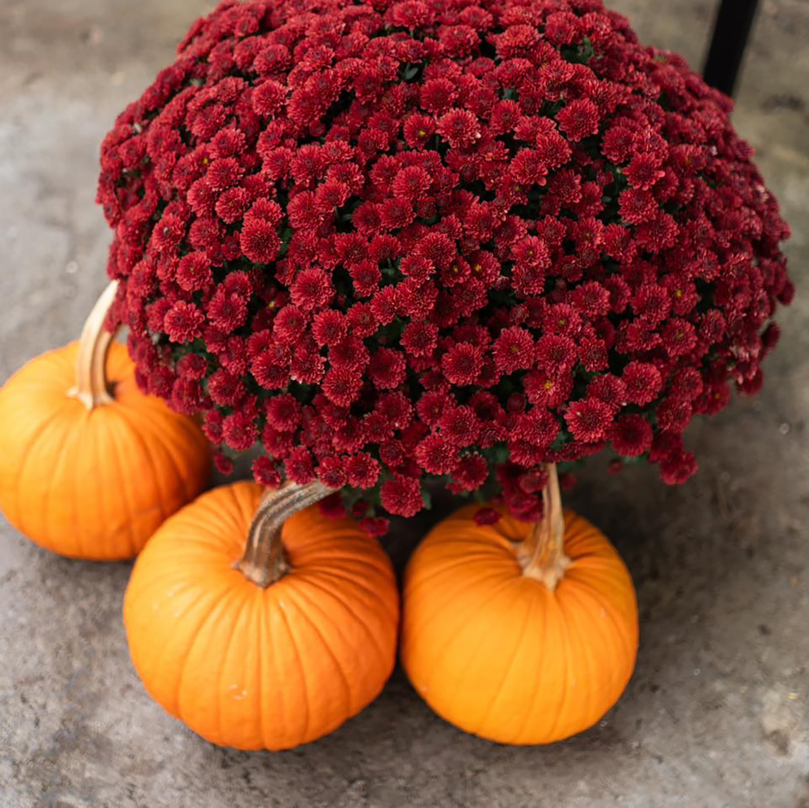 Mums had terrific color to gardens in the fall but some people struggle with overwintering them due to them not being established.