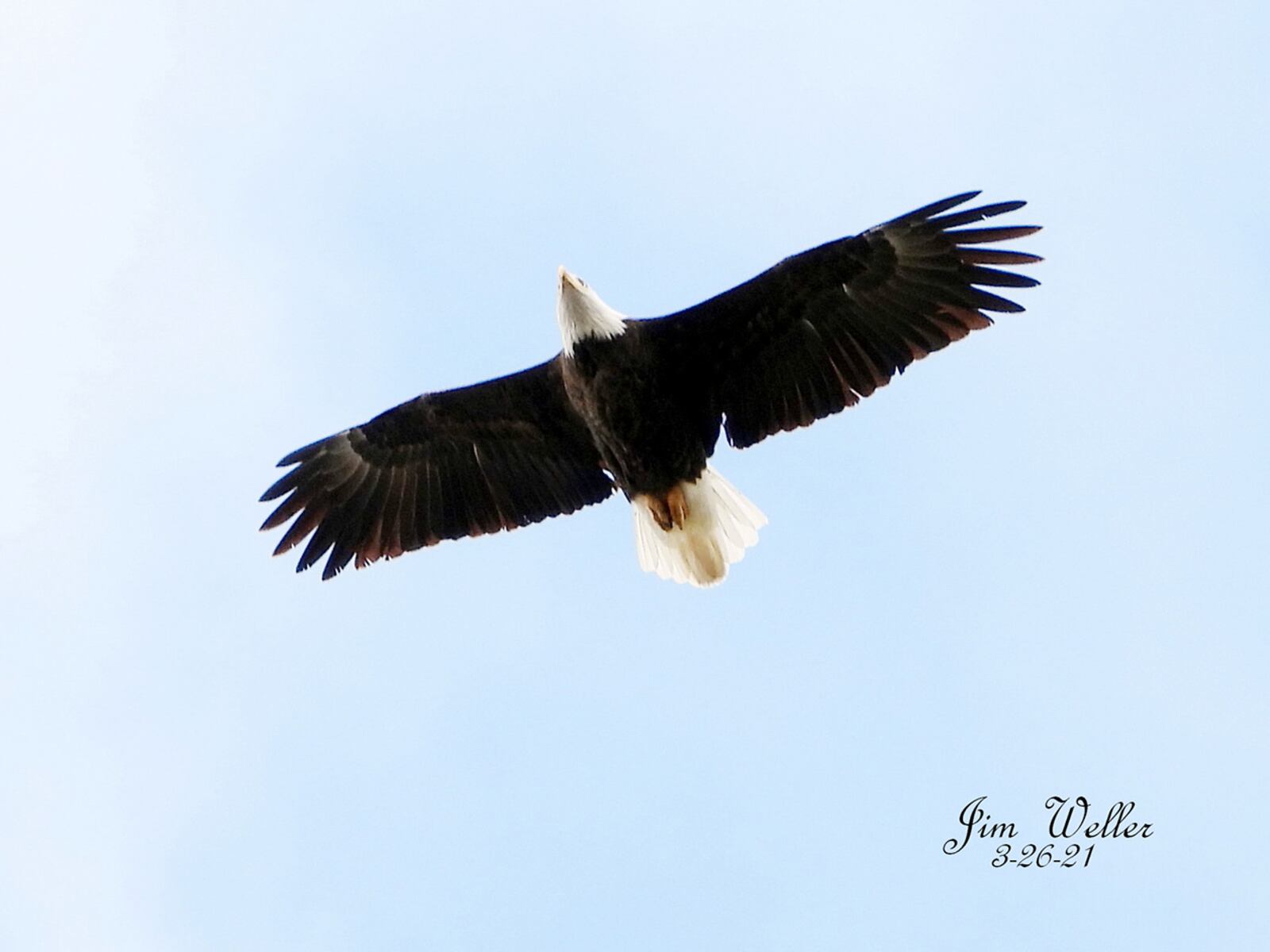 Orv, one of Carillon Historical Park's resident bald eagles, soars over the nest he shares with his partner, Willa, during March 2021. An eaglet has hatched in the next the pair-bonded eagles share. PHOTO COURTESY OF JIM WELLER