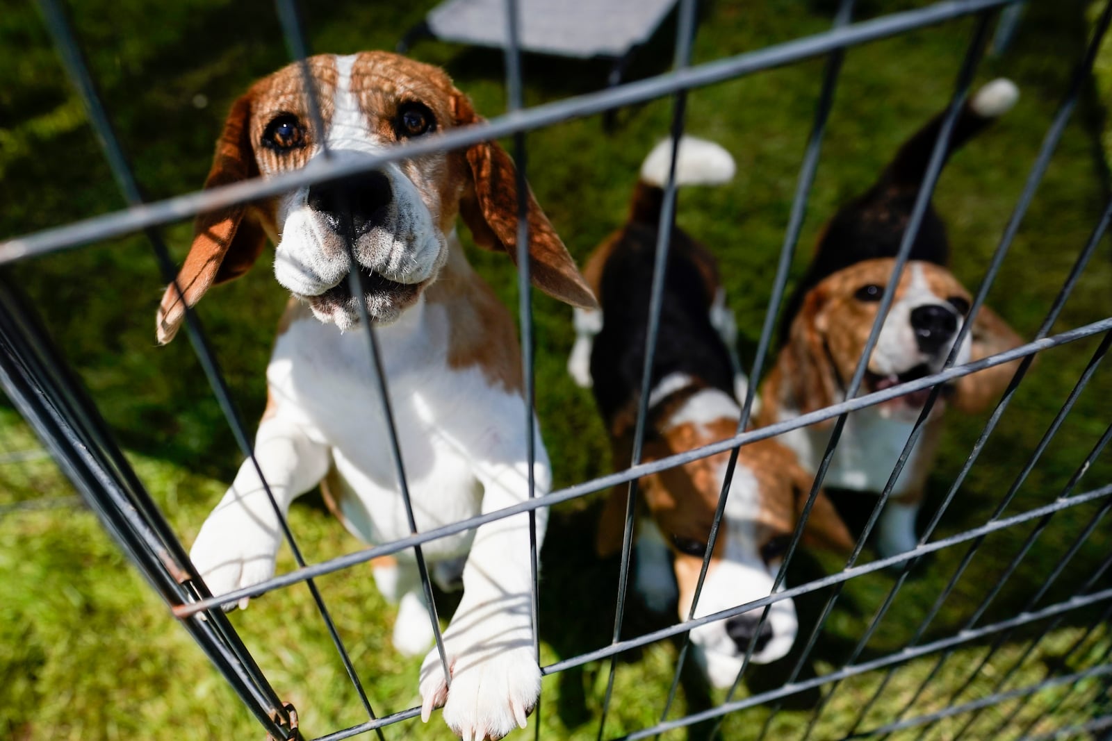 FILE - Beagles wait in a pen before competing in the146th Westminster Kennel Club Dog show, Monday, June 20, 2022, in Tarrytown, N.Y. (AP Photo/Mary Altaffer, file)