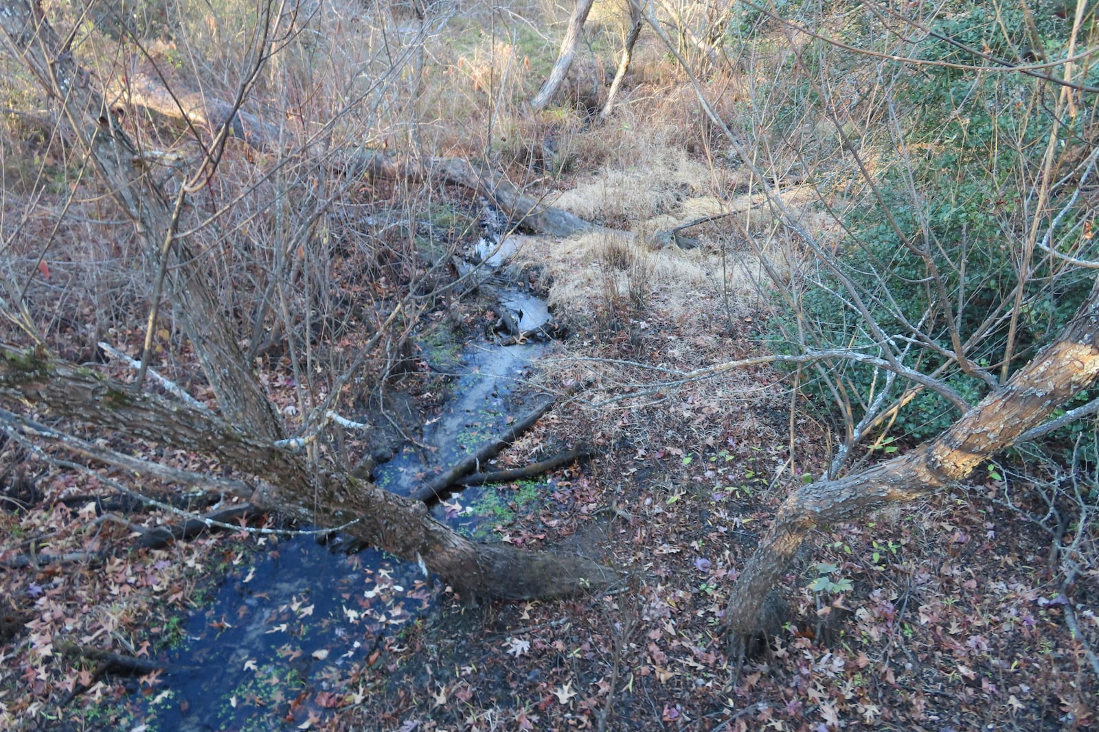 A stream in Allaire State Park in Wall, N.J., has shrunk to a trickle on Tuesday, Nov. 12, 2024, amid record-breaking dry conditions in New Jersey. (AP Photo/Wayne Parry)