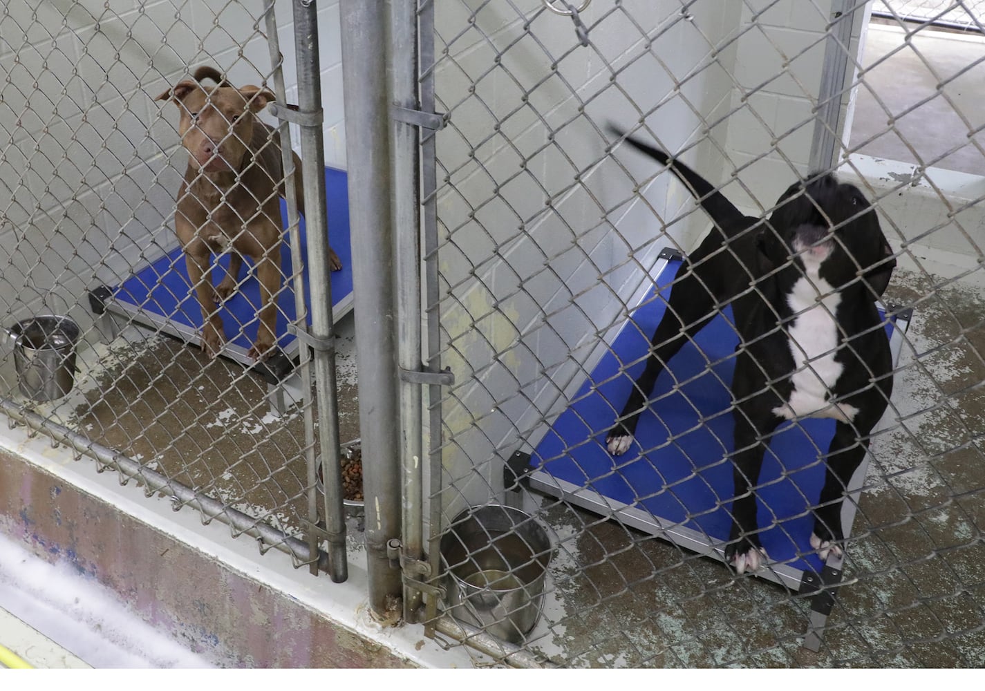 PHOTOS: Dogs at the Clark County Dog Shelter