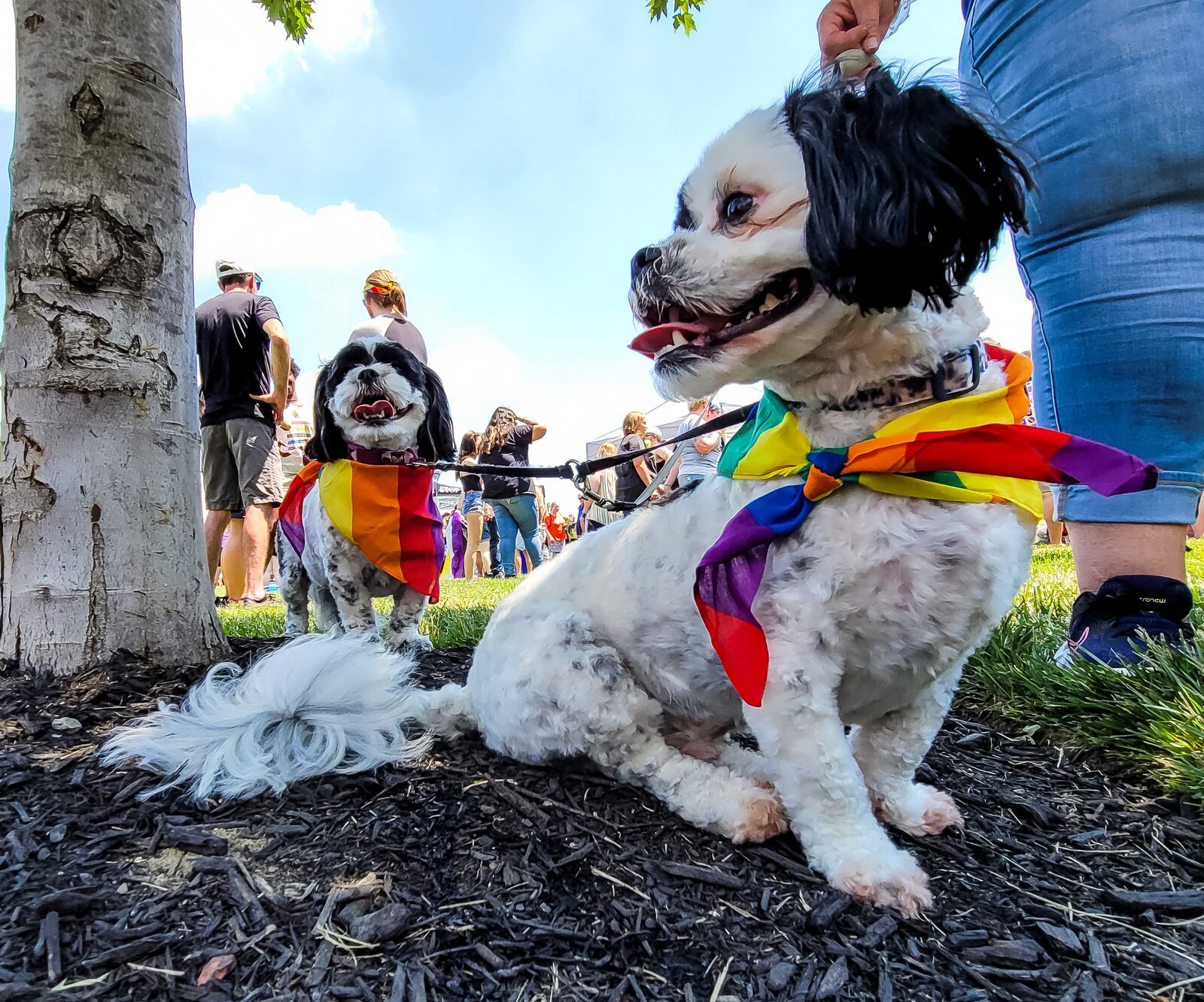 Bella, left, and Scooter are dressed up for Hamilton's first Pride event Saturday, June 5, 2021. A parade kicked off the festivities and ended at Marcum Park with vendors, food and music. NICK GRAHAM / STAFF