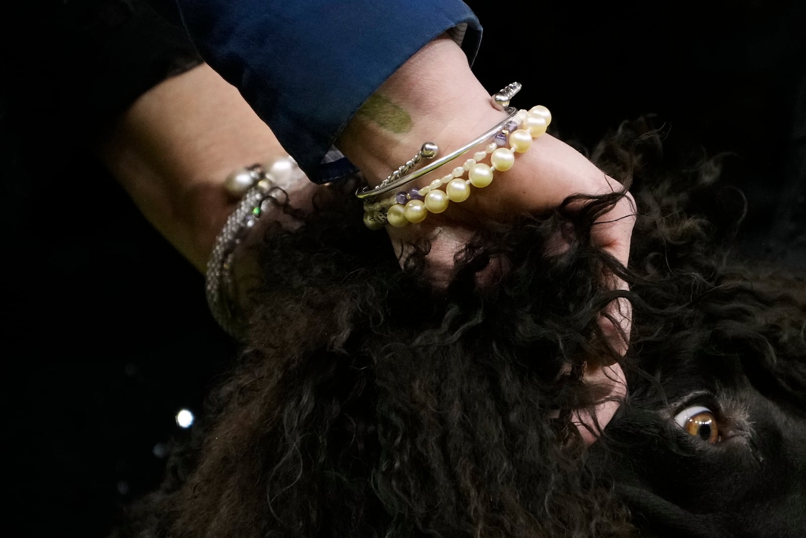 A handler pulls the fur back on an Irish Water Spaniel during the 149th Westminster Kennel Club Dog show, Tuesday, Feb. 11, 2025, in New York. (AP Photo/Julia Demaree Nikhinson)