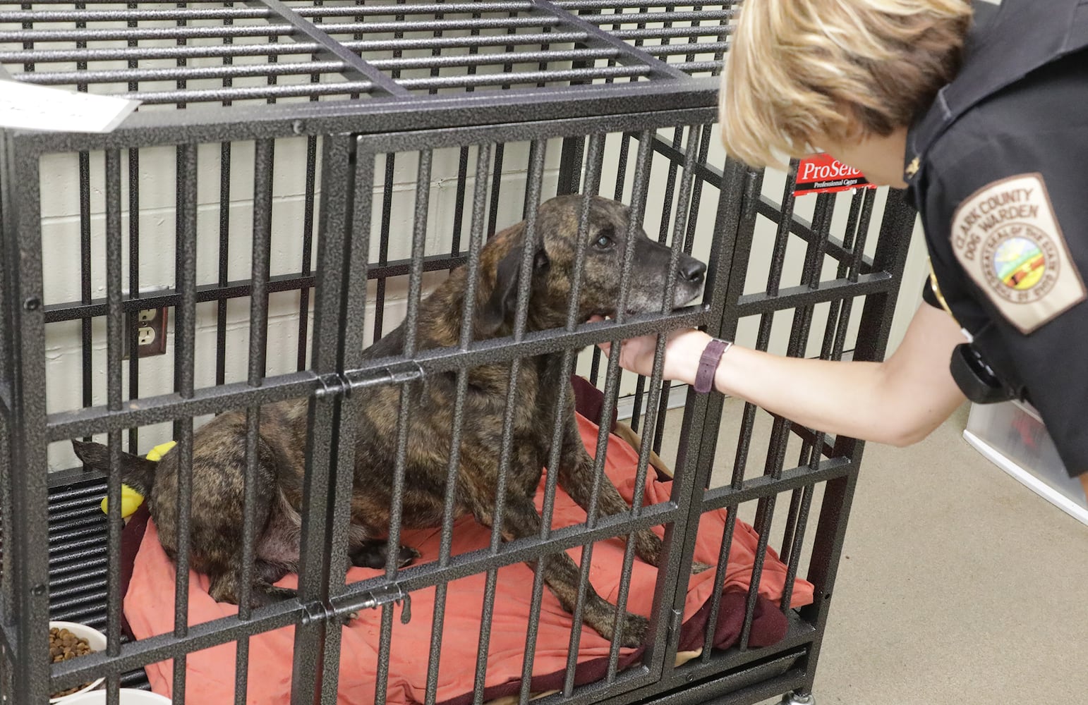 PHOTOS: Dogs at the Clark County Dog Shelter