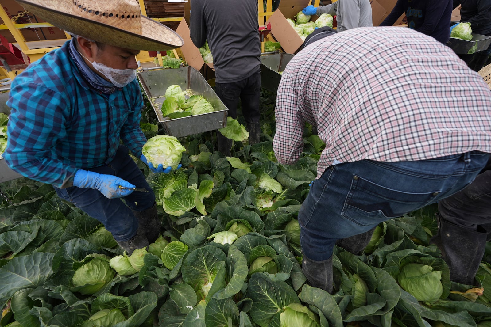 Workers harvest cabbage Wednesday, March 5, 2025, on a field less than ten miles from the border with Mexico, in Holtville, Calif. (AP Photo/Gregory Bull)