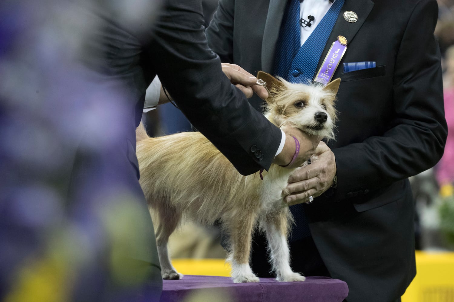 Photos: Westminster Dog Show 2018: Bichon frisé Flynn crowned best in show