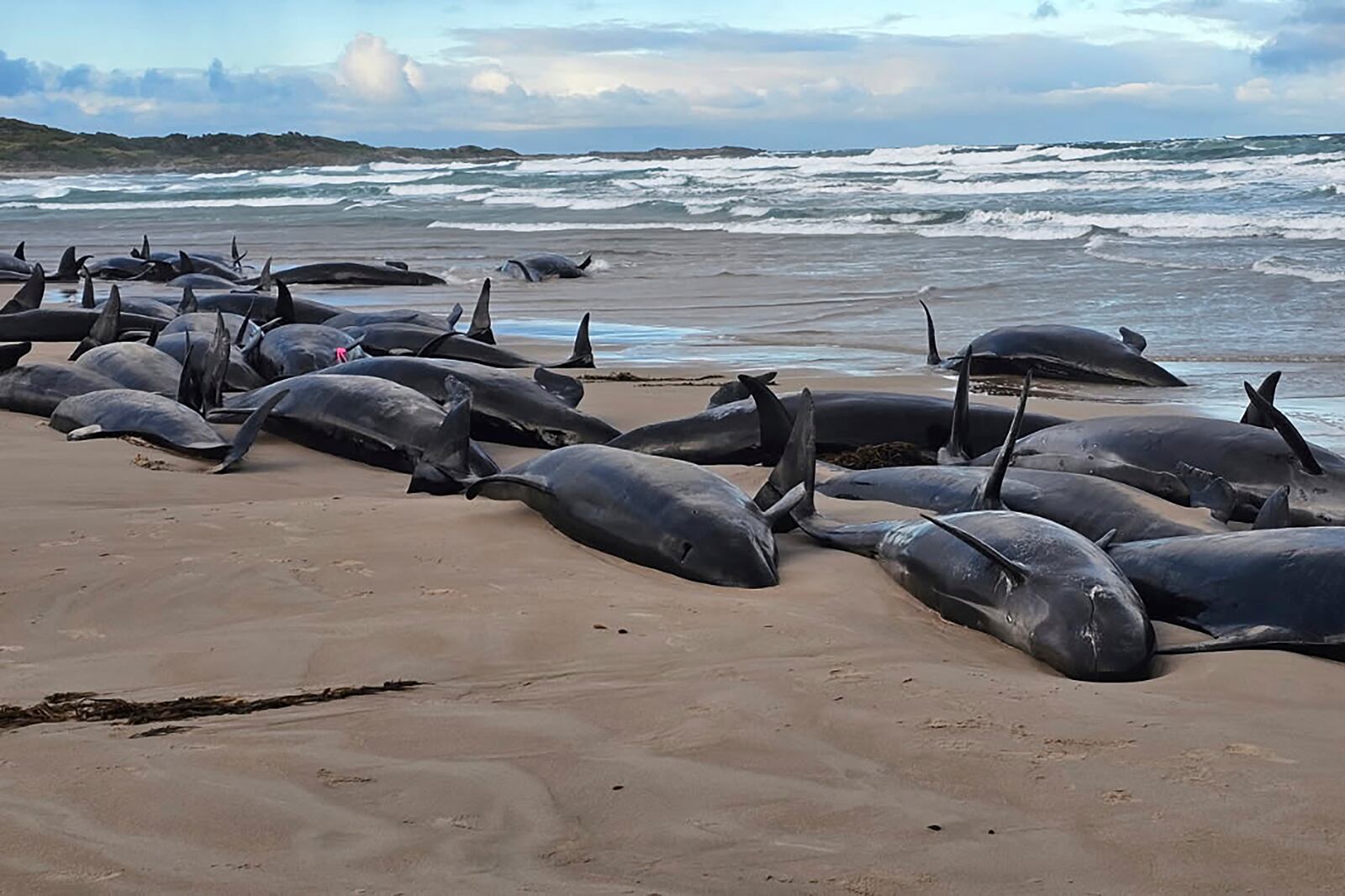 In this photo provided by Jocelyn Flint, false killer whales are stranded, Wednesday, Feb. 19, 2025, on a remote beach on near Arthur River inAustralia's island state of Tasmania. (Jocelyn Flint via AP)