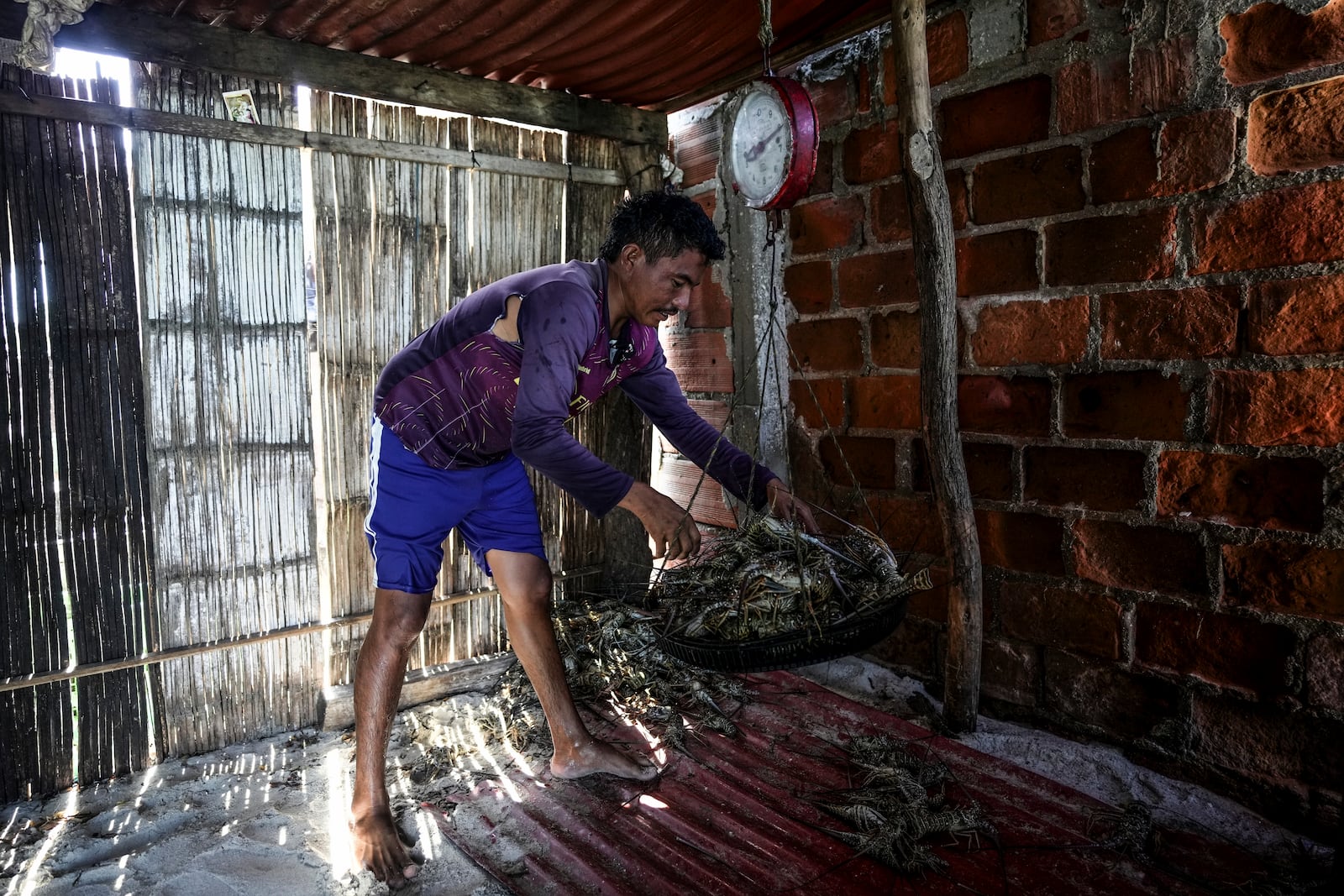 A fisher weighs freshly caught lobsters on a scale in Mayapo, Colombia, Thursday, Feb. 6, 2025. (AP Photo/Ivan Valencia)