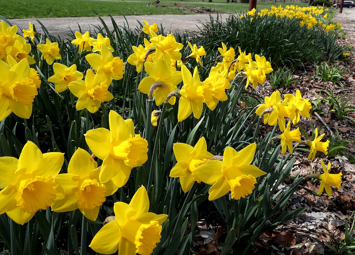 PHOTOS: Spring Has Sprung in Springfield