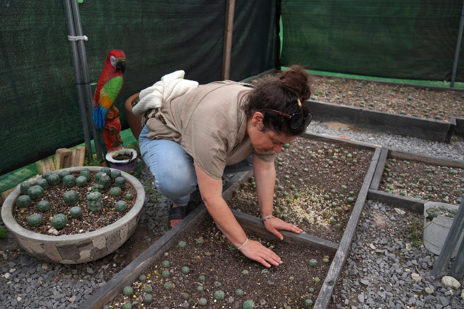 Miriam Volat, executive director of the Indigenous Peyote Conservation Initiative and co-director of The River Styx Foundation, examines young peyote plants in the nursery at IPCI in Hebbronville, Texas, Sunday, March 24, 2024. (AP Photo/Jessie Wardarski)