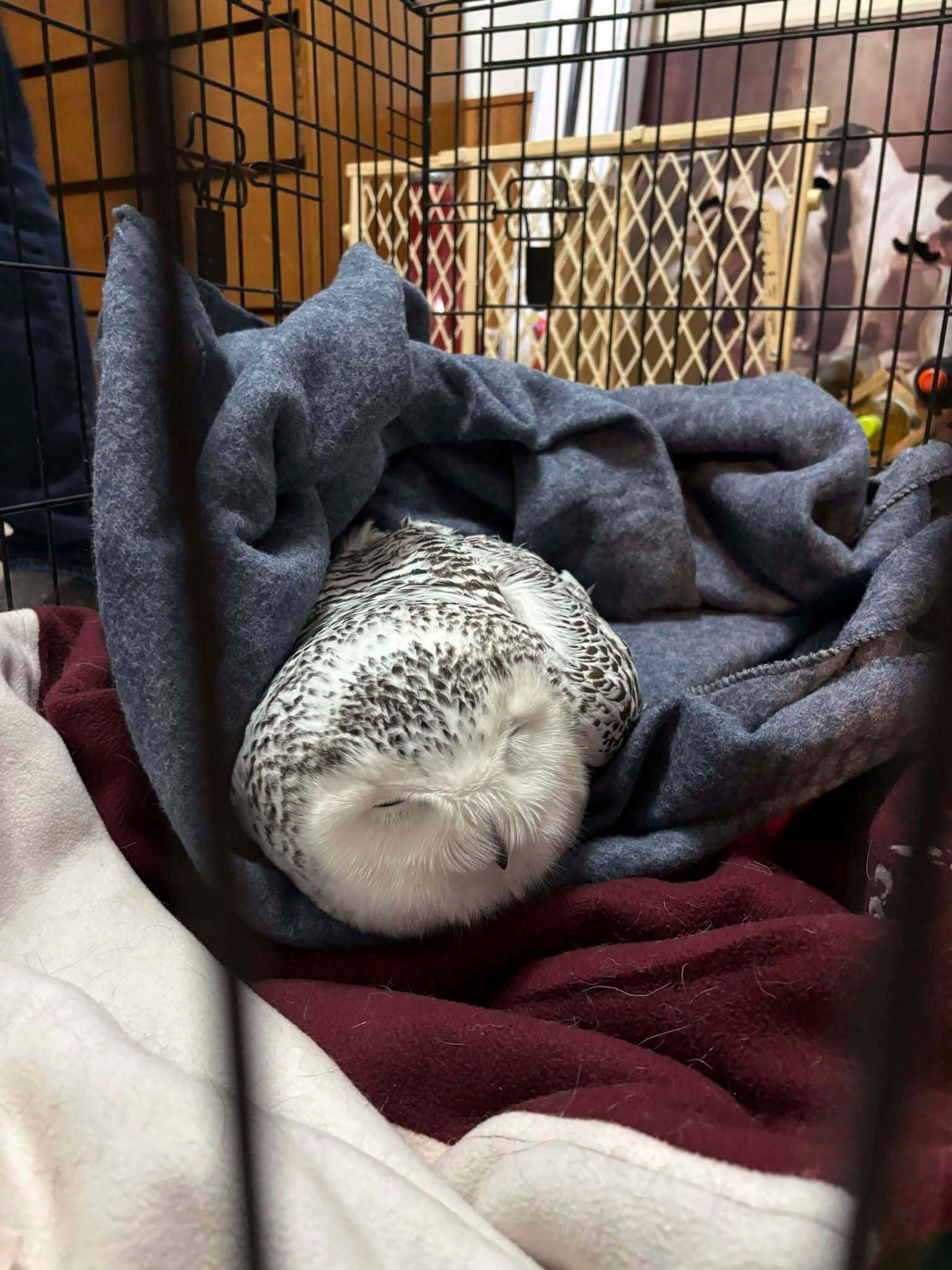 A snowy owl rests at Annabell Whelan's home after being recovered from the grille of a car in northeastern Minnesota on Monday, Dec. 23, 2024, and before she was taken to a wildlife rescue. (Annabell Whelan via AP)