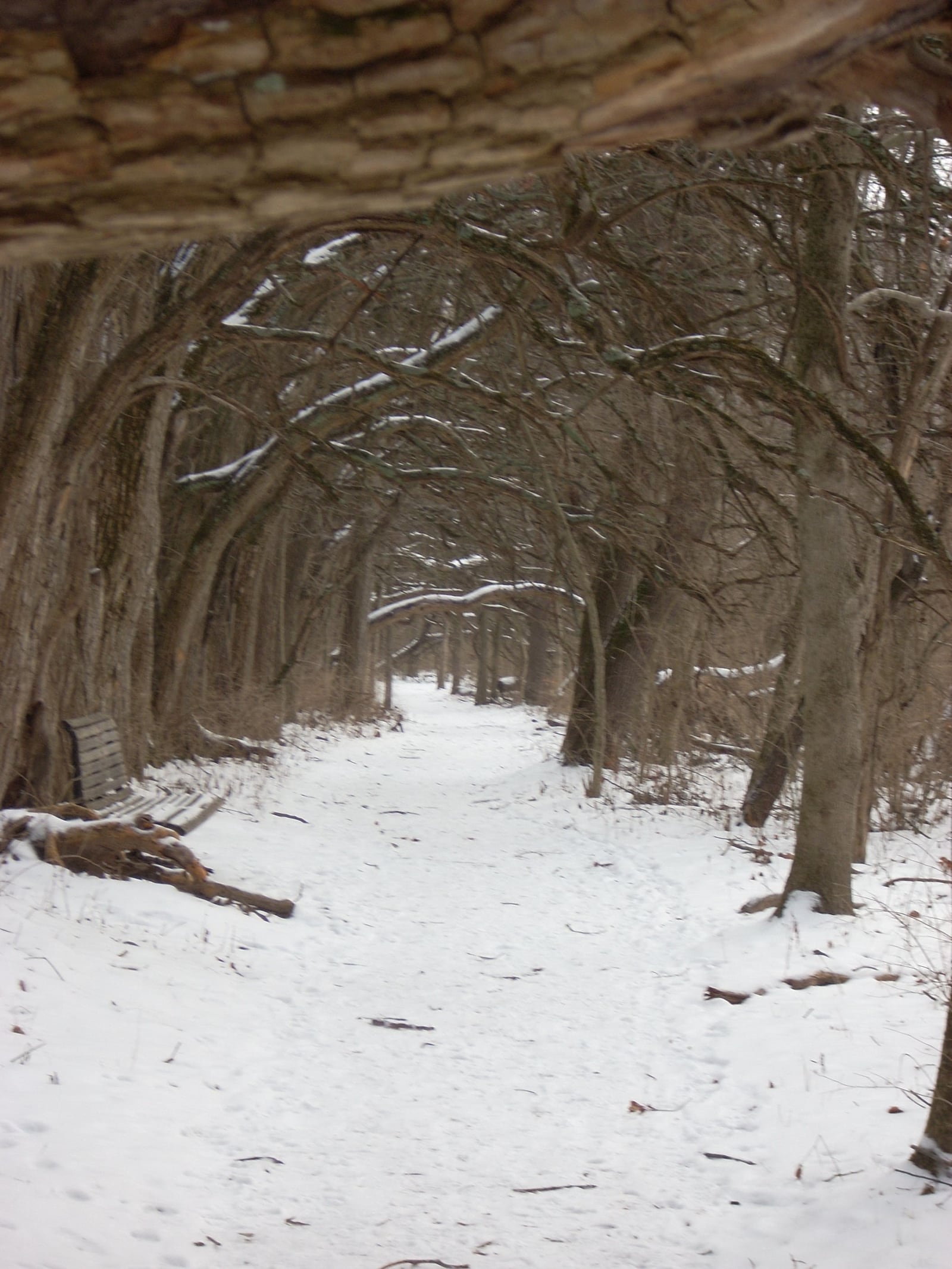 Osage orange trees create a living tunnel at Sugarcreek MetroPark. The trees were planted in the late 1800s to serve as a fence. Staff photo by Jeremy P. Kelley