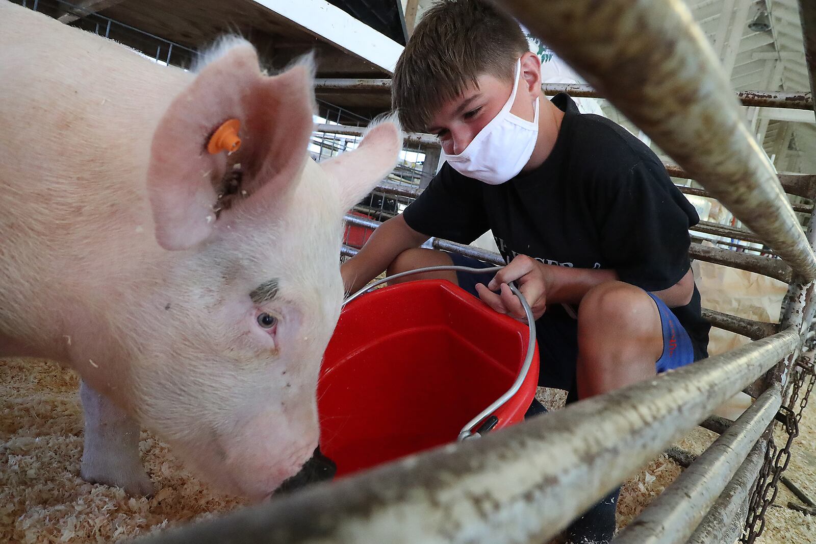 Carter Adkins, 12, gives his pig some water as he waits to show at the Clark County Fair. BILL LACKEY/STAFF