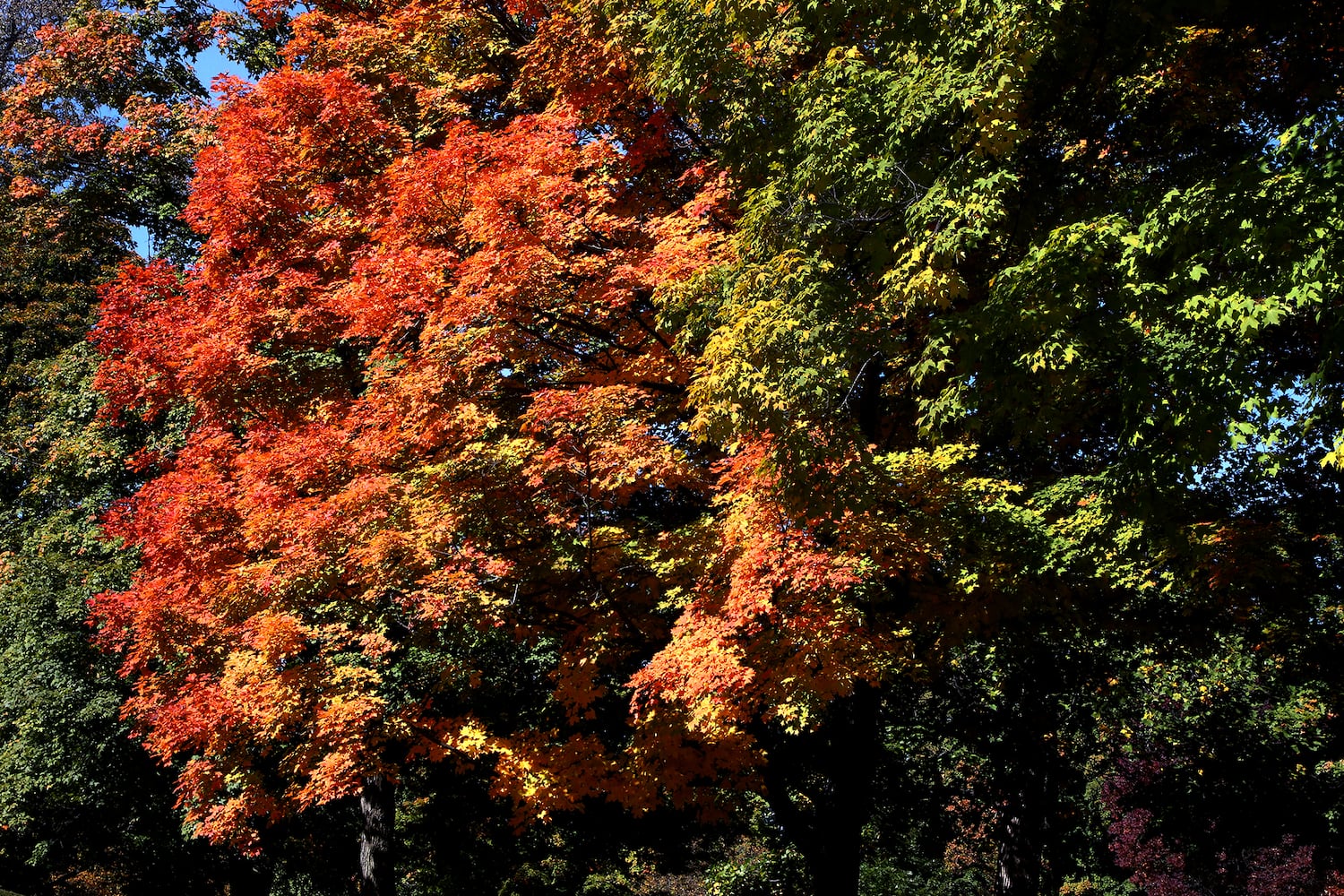 Fall Colors SNS