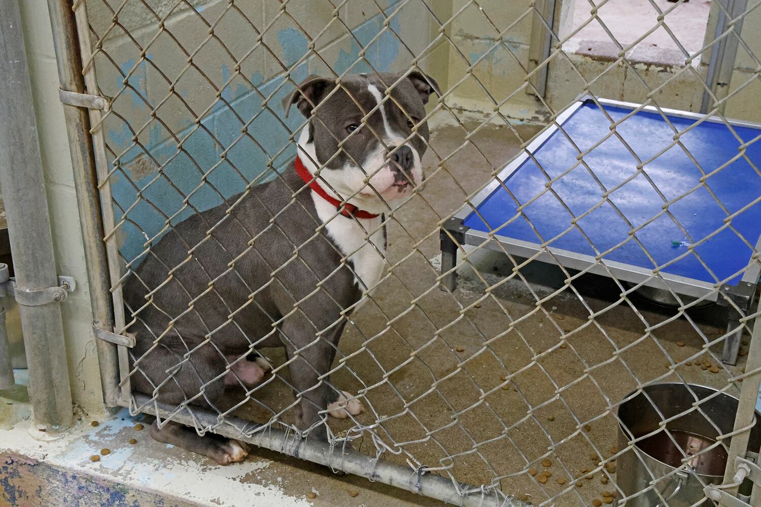 CC Dog Shelter SNS