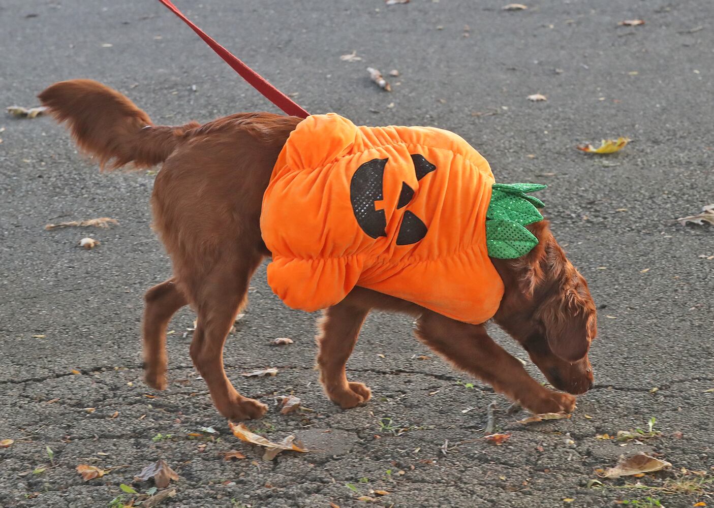 Yappy Howl-o-ween SNS