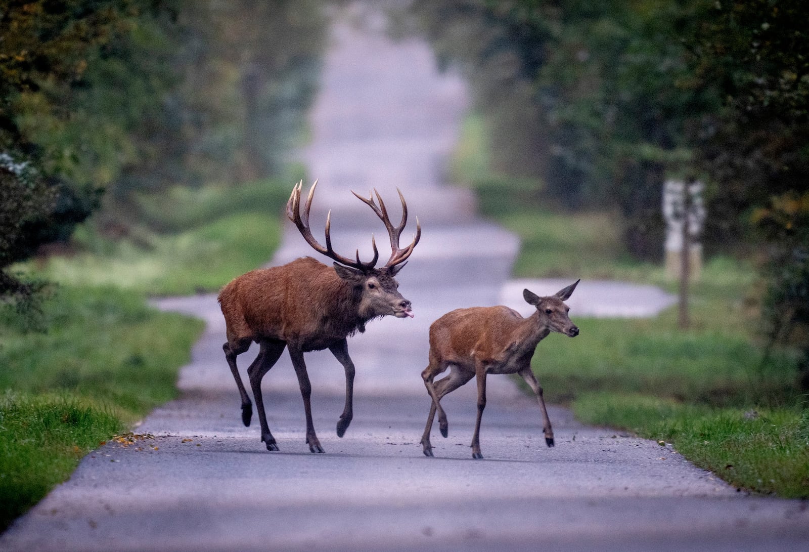 FILE - A stag follows a deer over a road in a forest in the Taurus region, near Frankfurt, Germany, as rutting season, when stags shed their antlers, ends, Friday, Oct. 11, 2024. (AP Photo/Michael Probst, File)