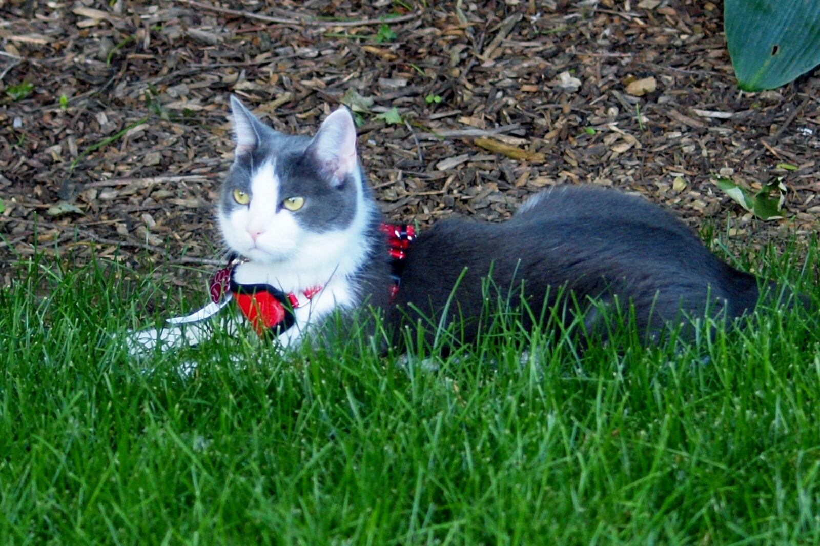 Pip is a ground-sniffing cat out to find chipmunks and any other small woodland creatures. Before you let your furry creatures go exploring, take stock of what might be growing in your backyard. Contributed