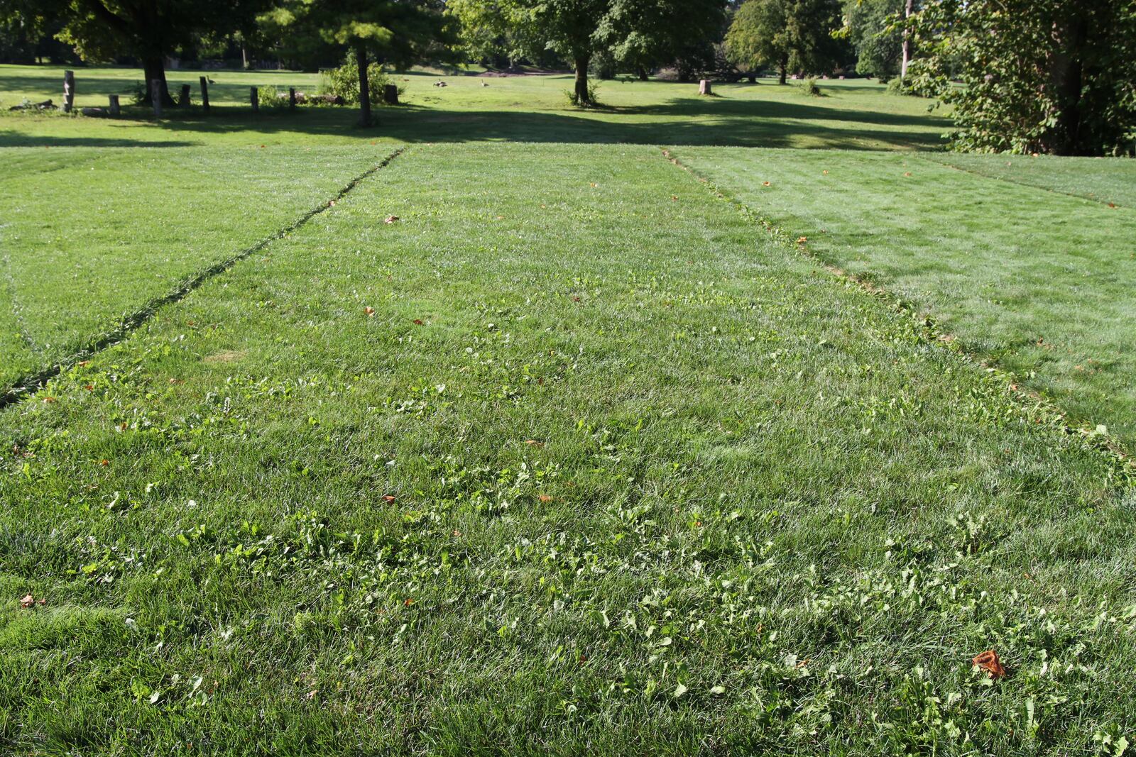 Proper mowing and fertilization reduce the need for herbicides.  The front of the research plot in this photo has numerous broadleaf weeds while the back has very few.  The front was not fertilized and mowed short and the back was fertilized properly and mowed at the proper height.