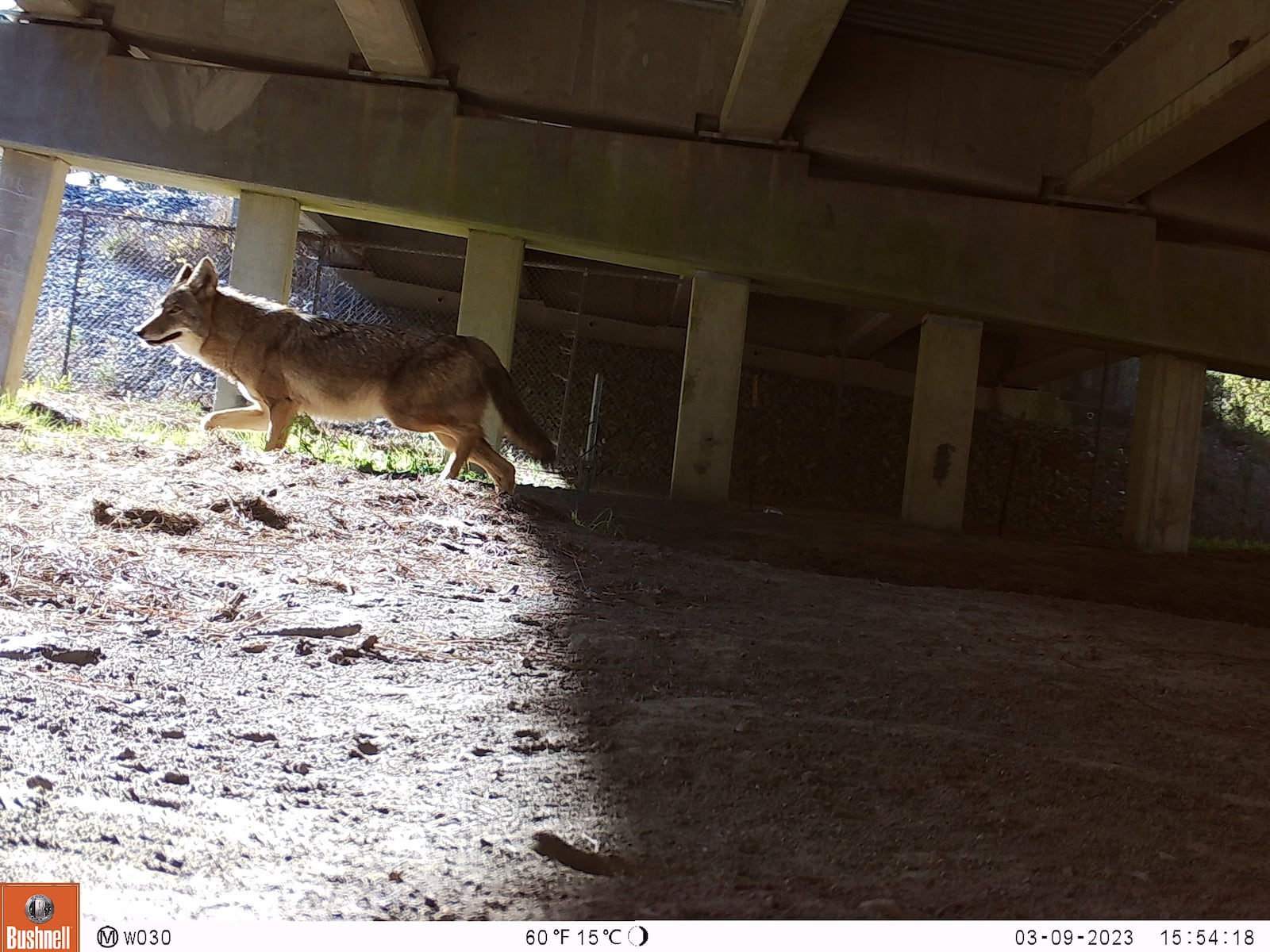 In this photo provided by the NC Wildlife Resources Commission, a coyote walks under U.S. 64 near Creswell, N.C., on March 9, 2023. (NC Wildlife Resources Commission via AP)