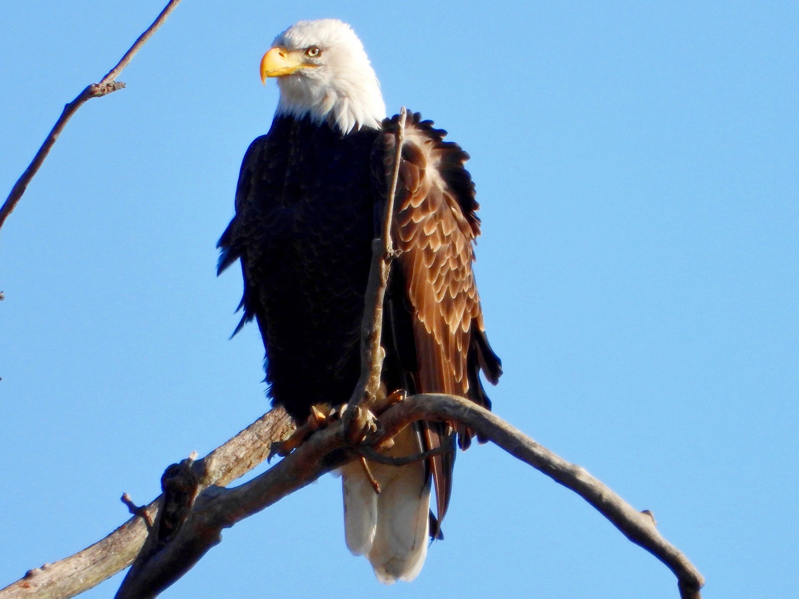 A nomadic adult bald eagle traveling alone, according to Jim Weller, founder of Eastwood Eagle Watchers, has been spending time in Wegerzyn Gardens MetroPark among the broken branches caused by the Memorial Day tornados.  JIM WELLER / CONTRIBUTED PHOTO