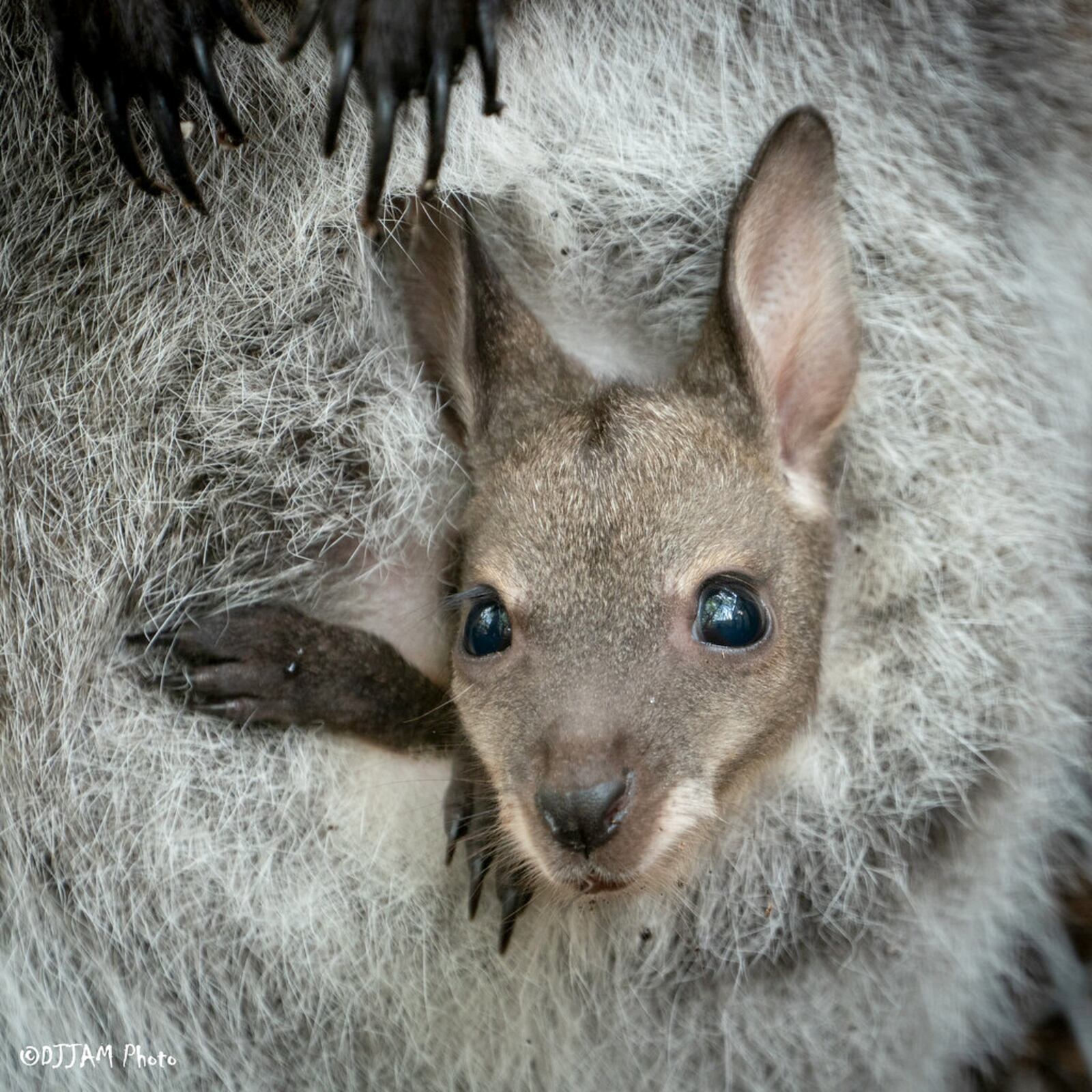 May is Zoo Babies Month at the Cincinnati Zoo & Botanical Garden and visitors can see dozens of species of baby animals, including a baby wallaby. CINCINNATI ZOO & BOTANICAL GARDEN