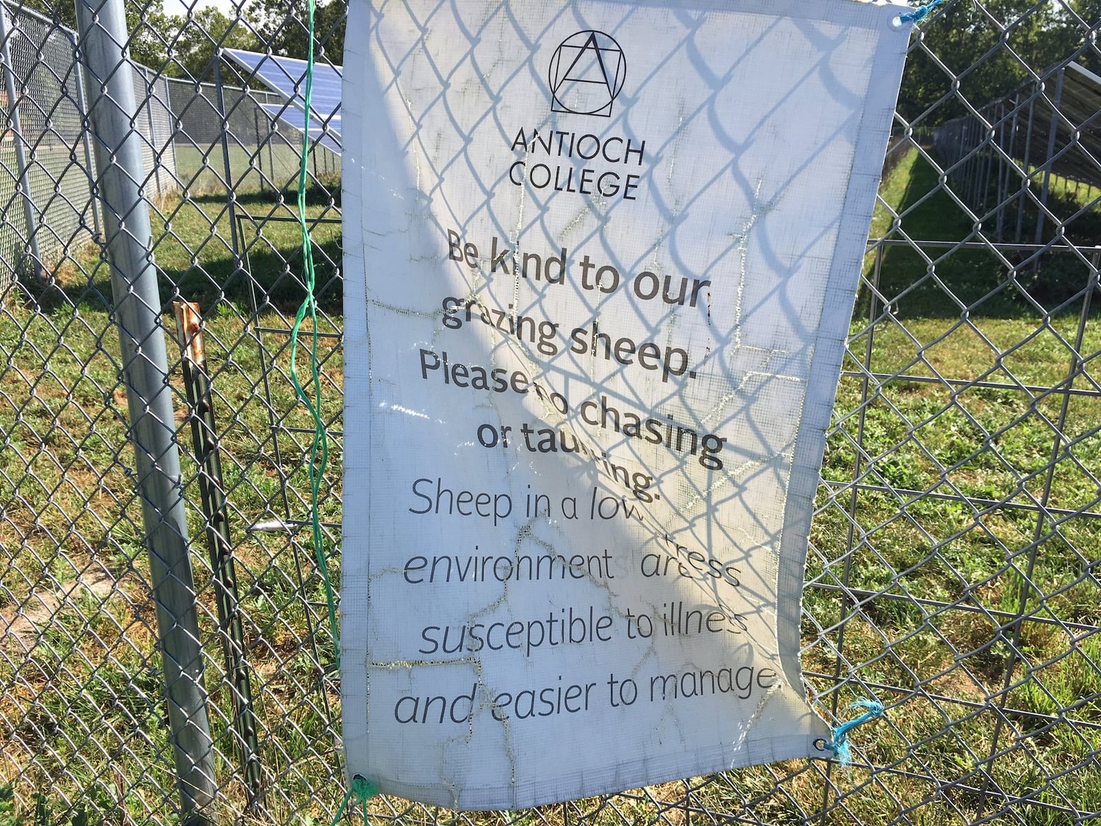 A fenced-in 1-megawatt solar array located on Antioch College’s farm is the grazing grounds for nine sheep that are being raised to feed students. Yellow Springs resident and Wittenberg University Professor David Nibert is campaigning to save the sheep and protesting the college’s practice of raising animals for slaughter. RICHARD WILSON/STAFF