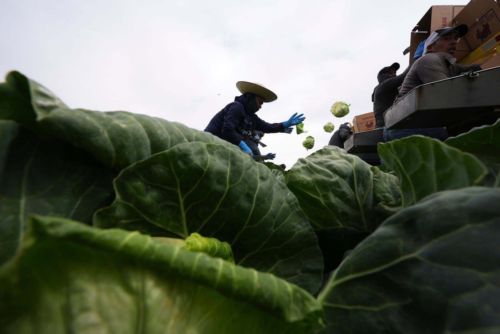 Workers harvest cabbage Wednesday, March 5, 2025, on a field less than ten miles from the border with Mexico, in Holtville, Calif. (AP Photo/Gregory Bull)