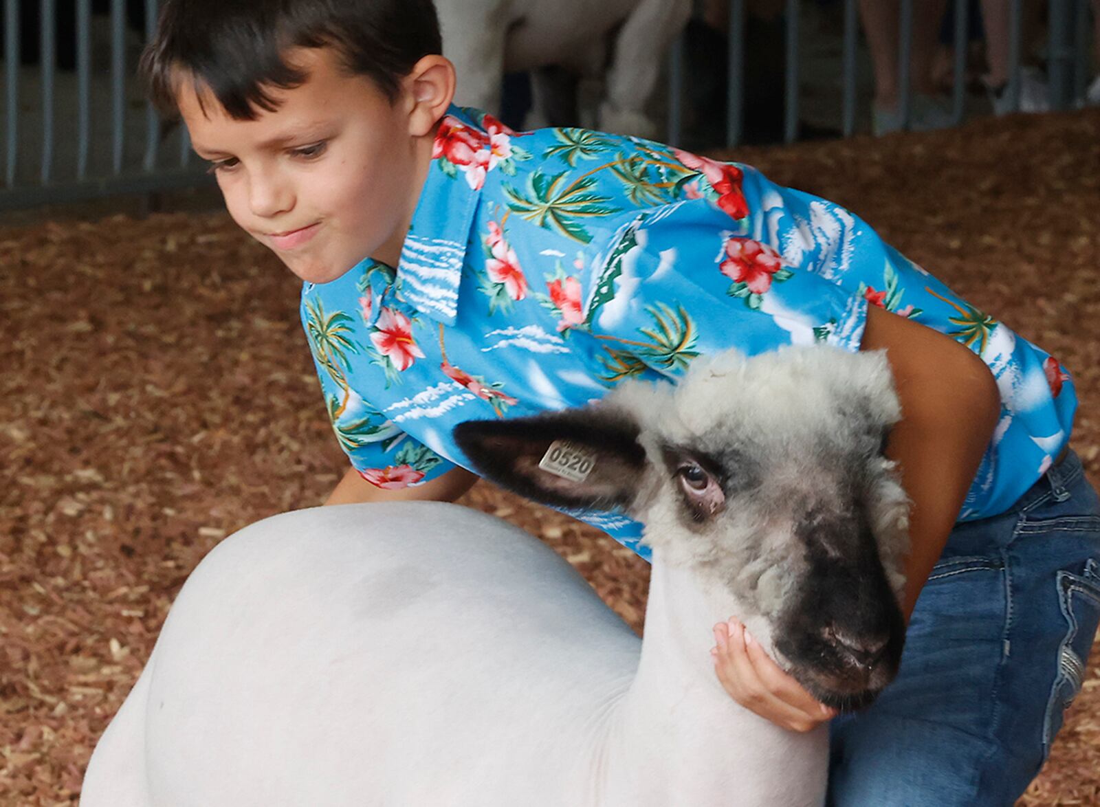 Nathan Workman, 9, shows his lamb Sunday, July 21, 2024 at the Clark County Fair. BILL LACKEY/STAFF