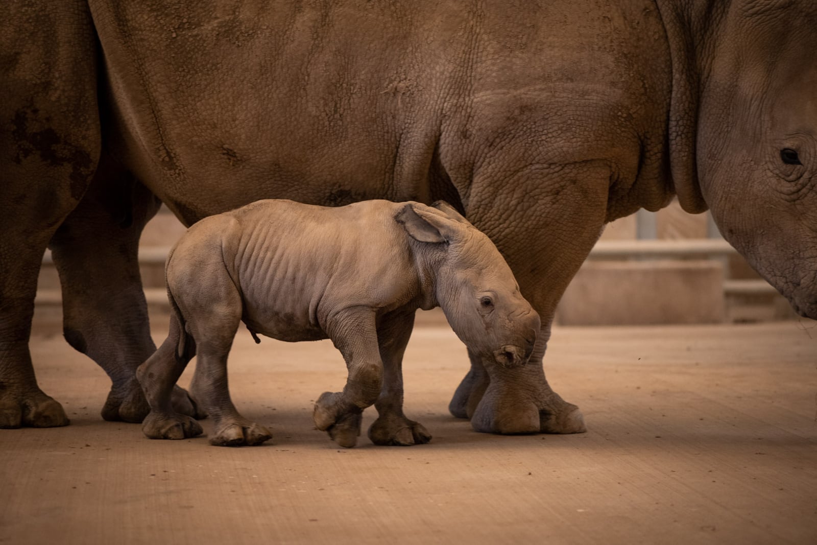 The Wilds, a non-profit safari park and conservation center in Cumberland, Ohio, east of Columbus, announced the birth of a third rhinoceros calf this season. The male rhino calf was born overnight on The Wilds’ pasture on Oct. 25 to mother, Agnes.