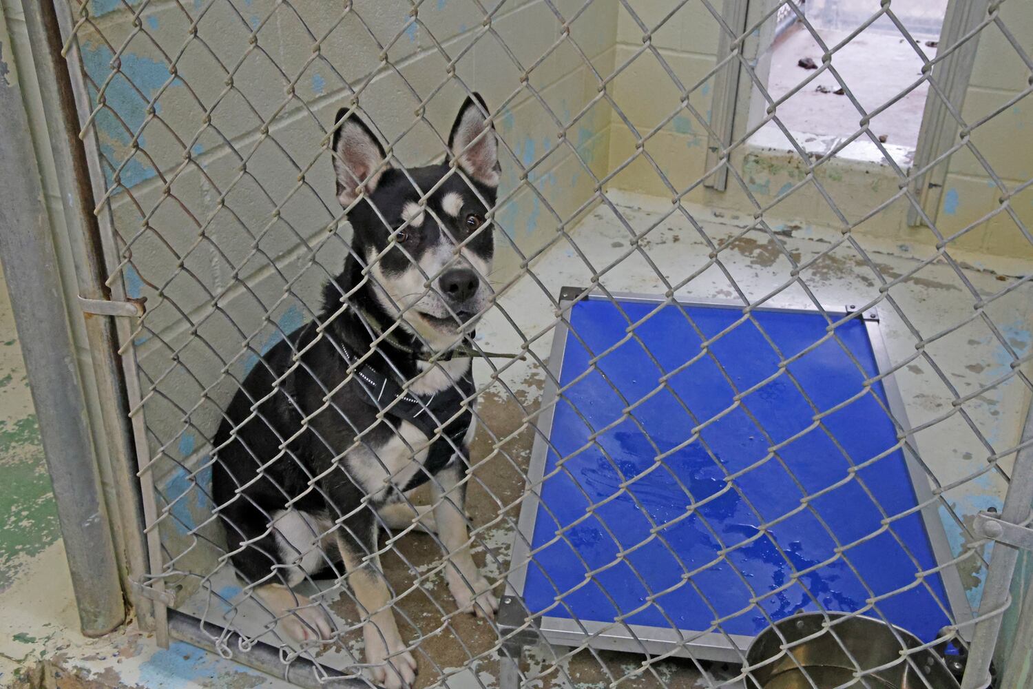 CC Dog Shelter SNS