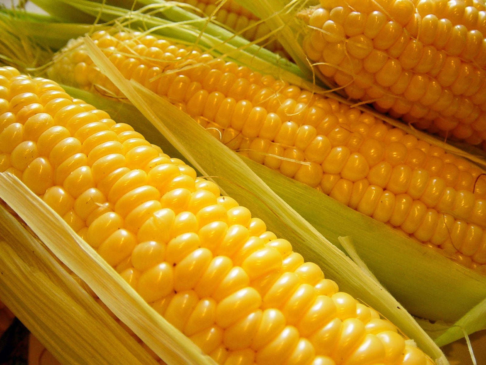 Sweet corn is the star of the show at Fairborn’s Sweet Corn Festival, scheduled this year for Aug. 19-20. CONTRIBUTED