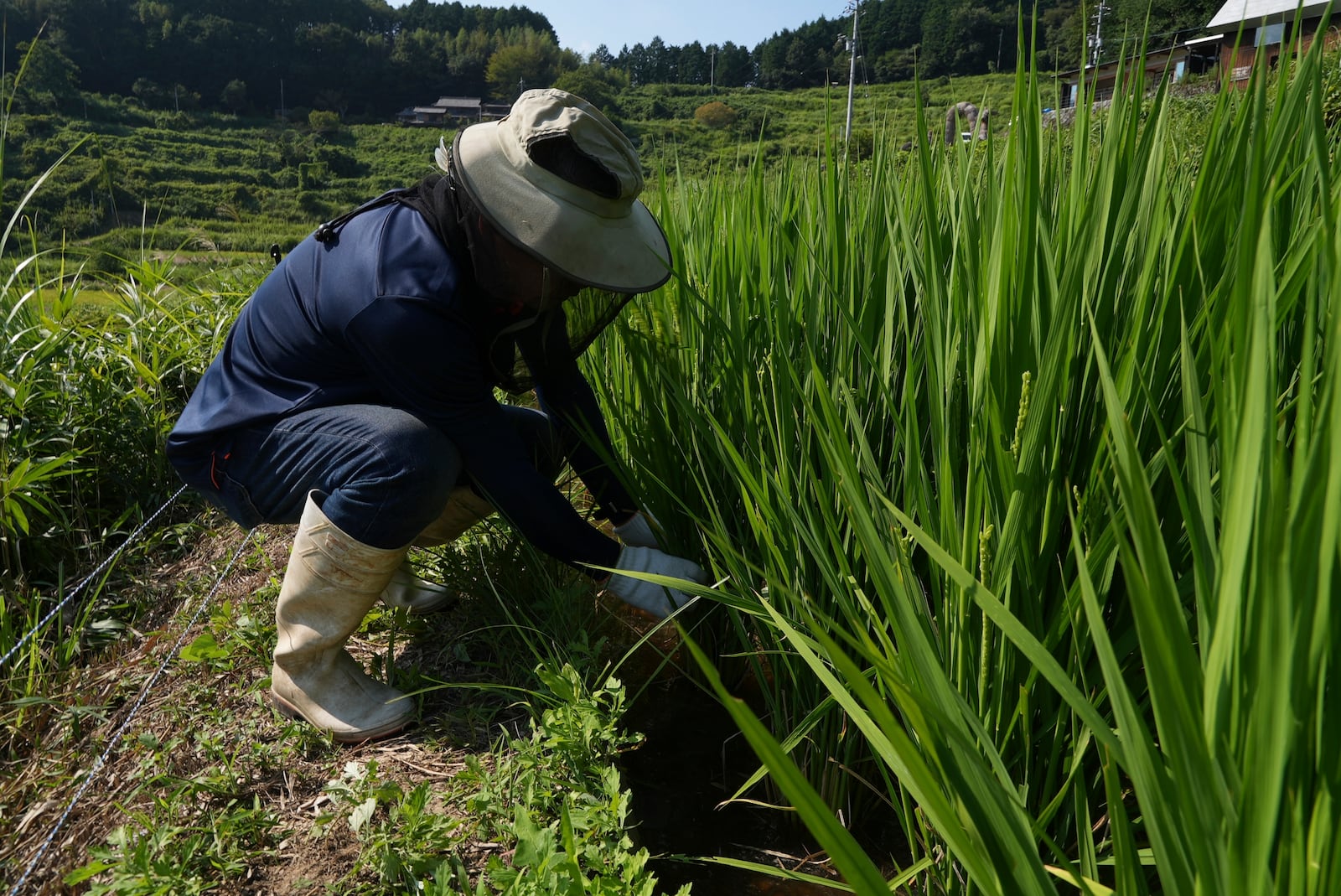 Farmer Joji Terasaka inspects rice in Kamimomi village, Okayama prefecture, Japan on Sept. 6, 2024. (AP Photo/Ayaka McGill)