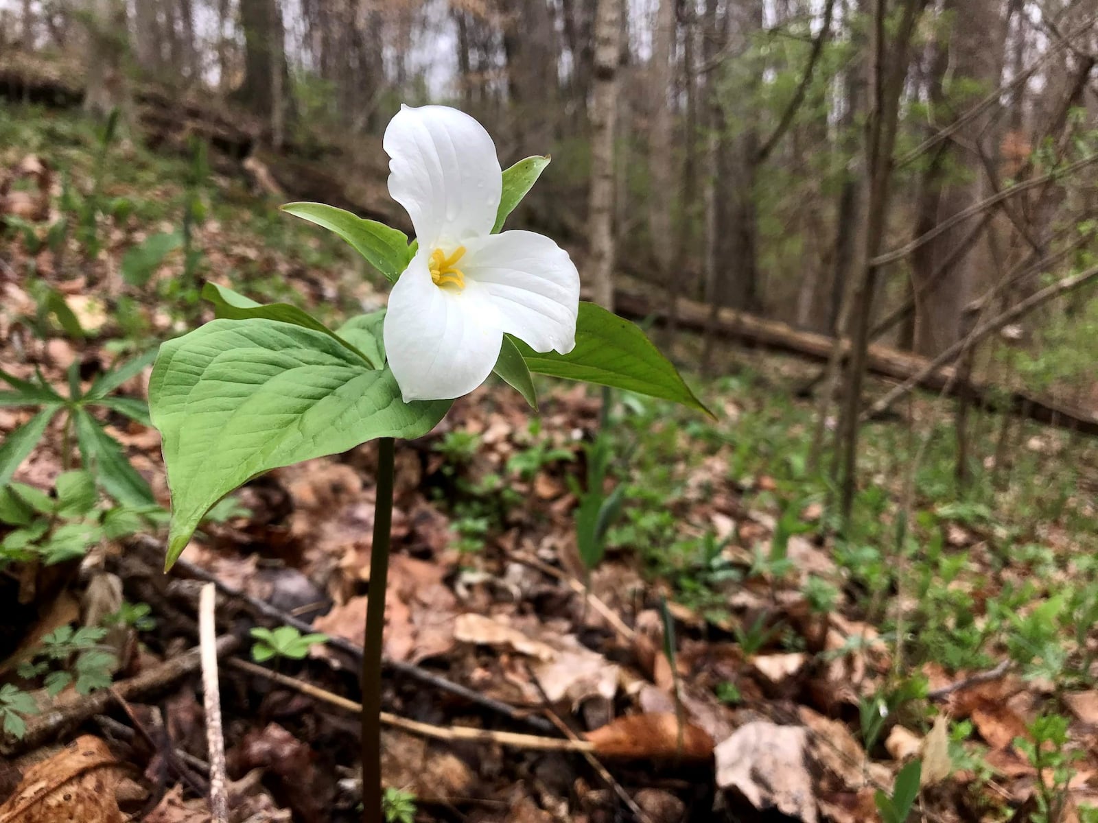 A large-flowered trillium is an Ohio native plant in the Five Rivers MetroParks. JASON SULLIVAN / CONTRIBUTED