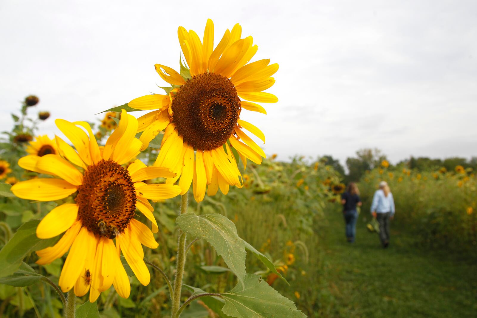 Four acres of sunflowers are a warm welcome for visitors to Possum Creek MetroPark. LISA POWELL / STAFF