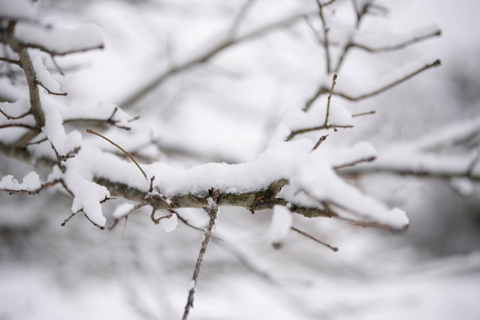 Snow accumulates on a tree Saturday, Jan. 11, 2025, in Nashville, Tenn. (AP Photo/George Walker IV)