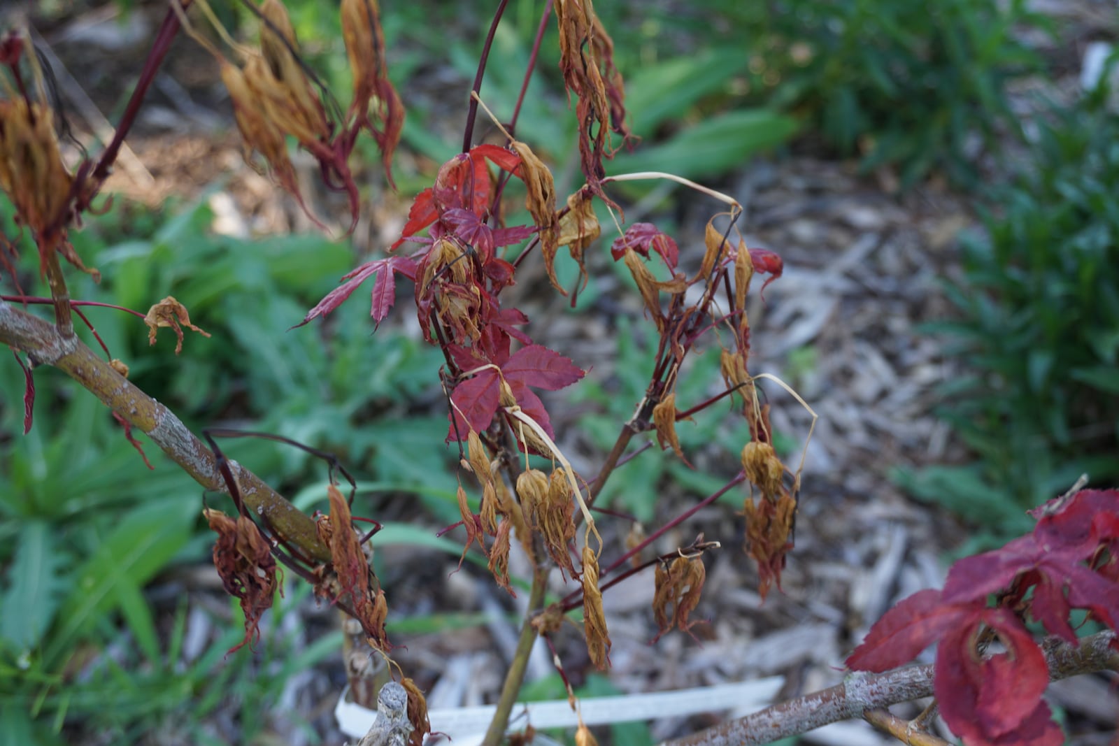 Japanese maple leaves damaged by the recent freezing temperatures.