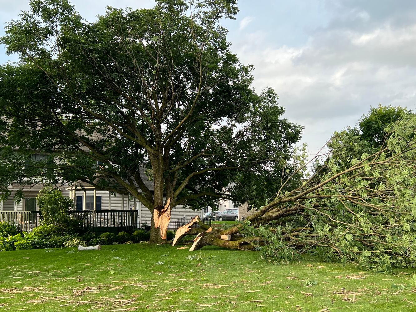 060922 tornado tree 2