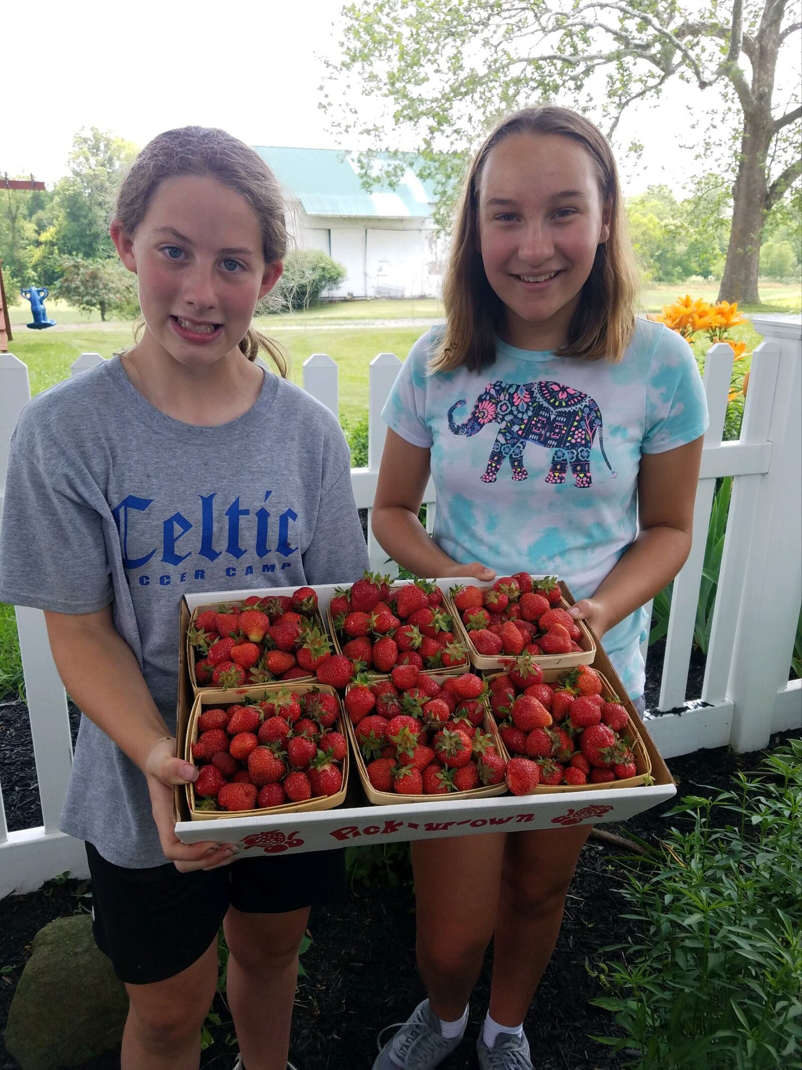 Berry picking season is underway in the Miami Valley with ripe, juicy strawberries - CONTRIBUTED