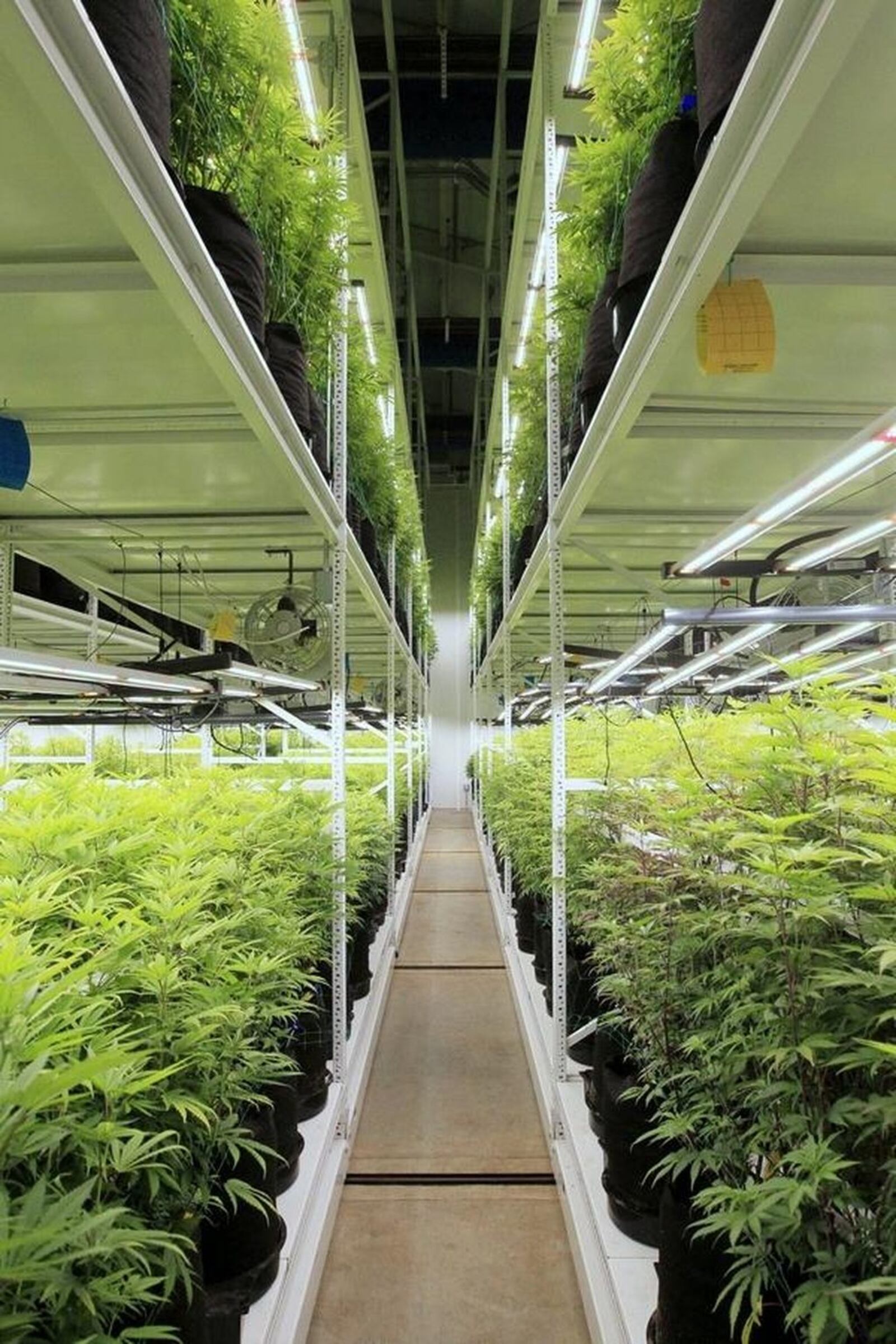 A production room in Galenas, a medical marijuana cultivation facility in Akron as seen on a tour earlier this summer. None of the medical marijuana dispensaries planned for Summit County have been given their final operating license from the state. Karen Schiely / Akron Beacon Journal