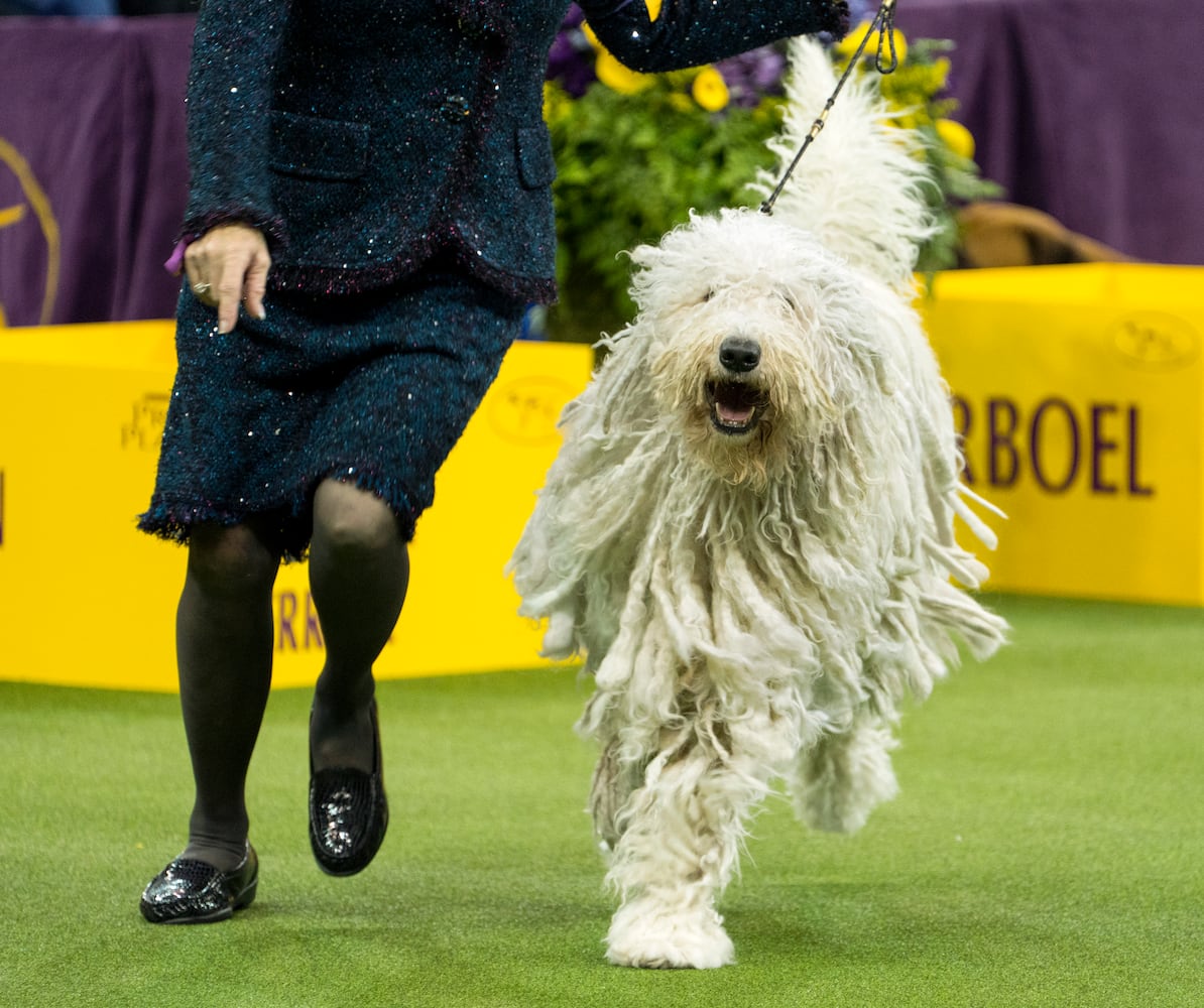 Photos: Westminster Dog Show 2018: Bichon frisé Flynn crowned best in show