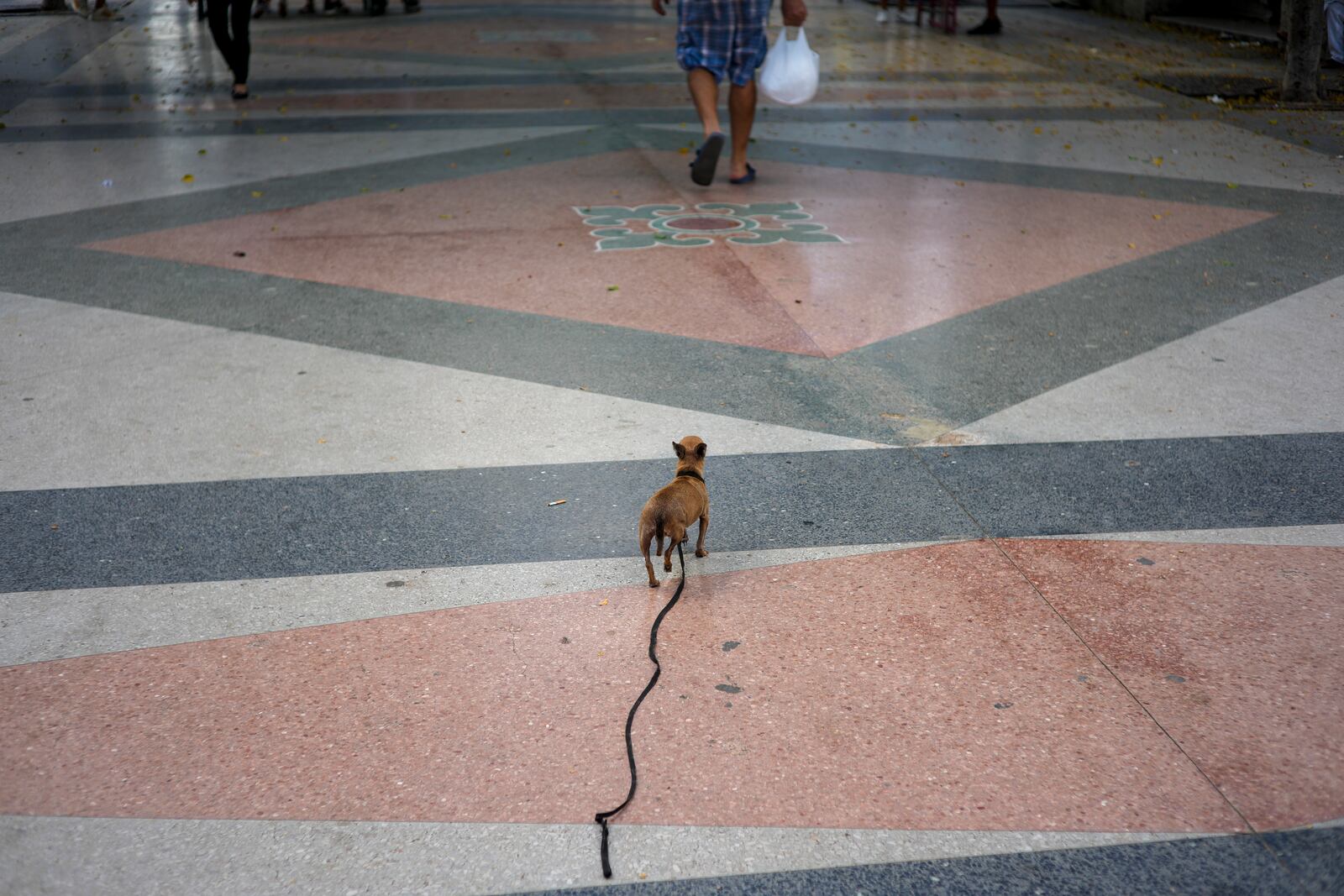 A dog on a leash walks behind its owner in Havana, Cuba, Saturday, Sept. 28, 2024. (AP Photo/Ramon Espinosa)