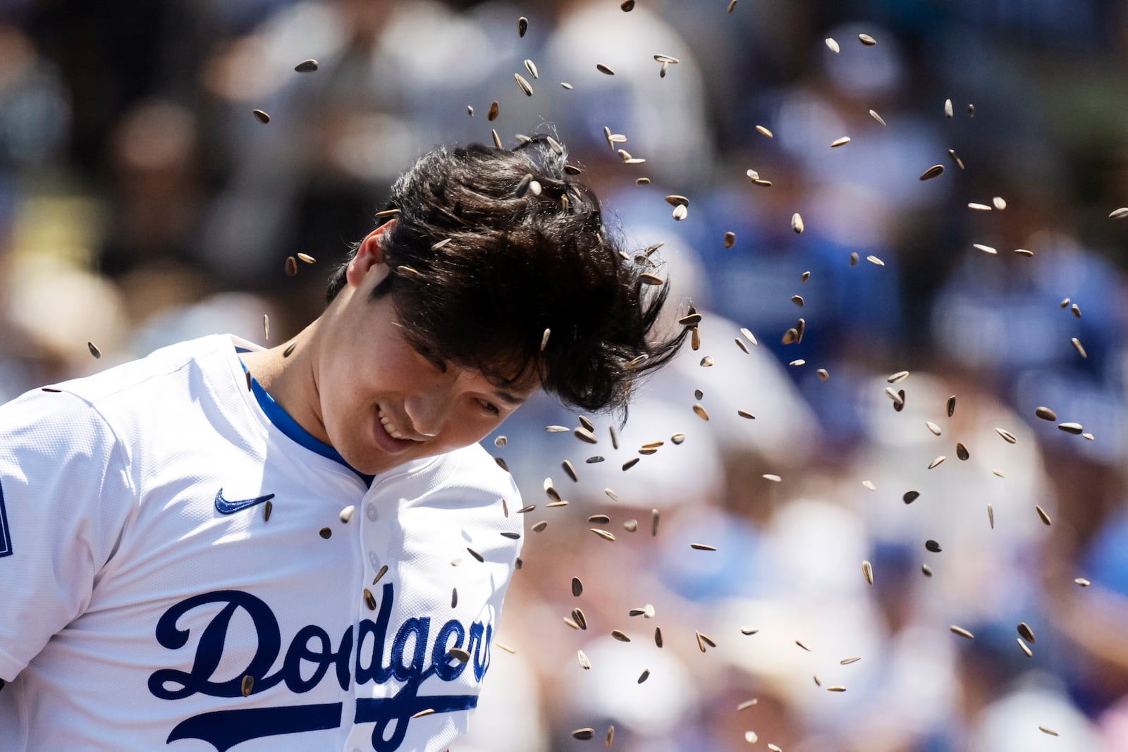 FILE -Los Angeles Dodgers' Shohei Ohtani is hit with sunflower seeds after hitting a two-run home run during the third inning of a baseball game against the New York Mets in Los Angeles, Sunday, April 21, 2024. (AP Photo/Kyusung Gong, FIle)