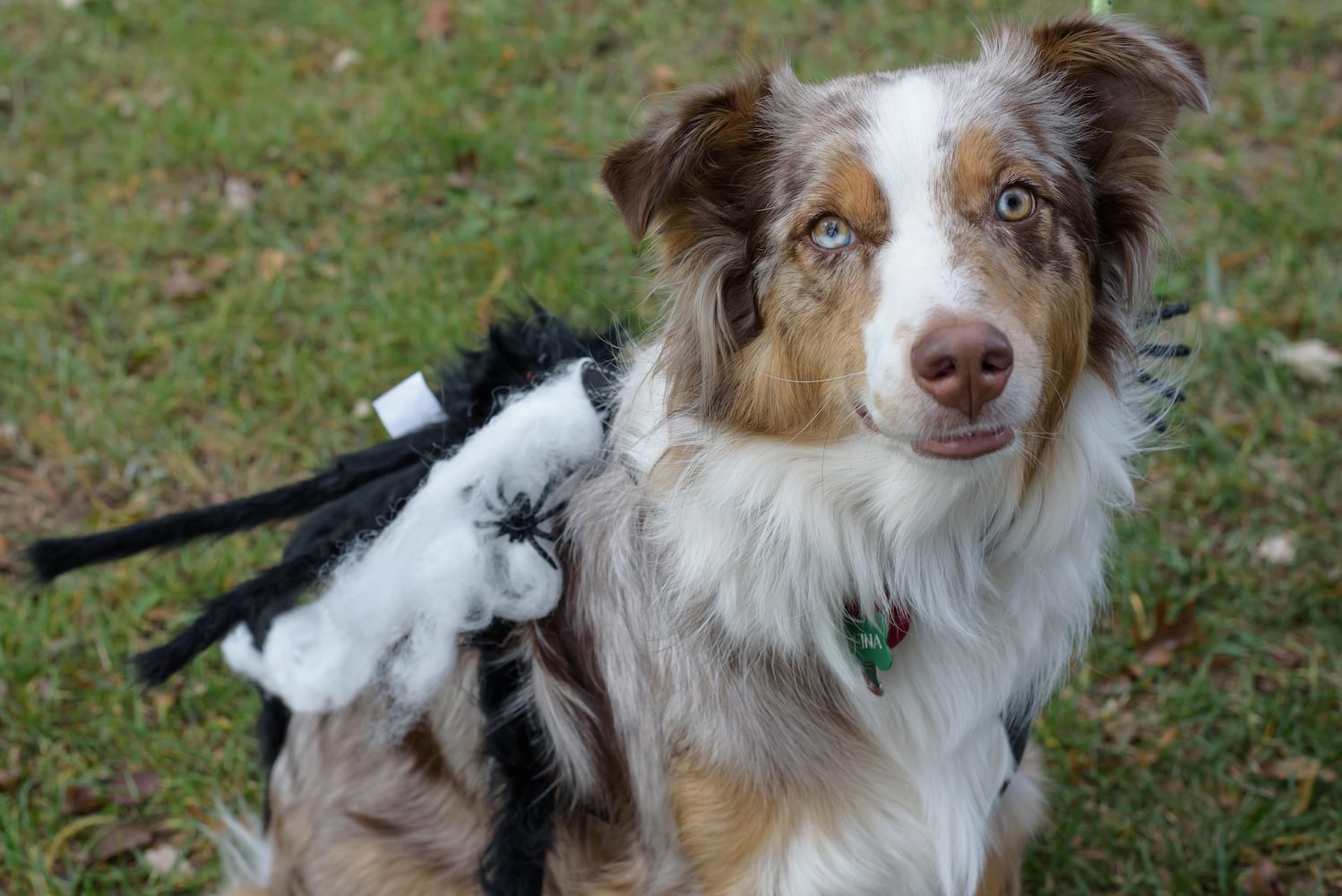 PHOTOS: Wag-O-Ween 2024 at Kettering Recreation Complex