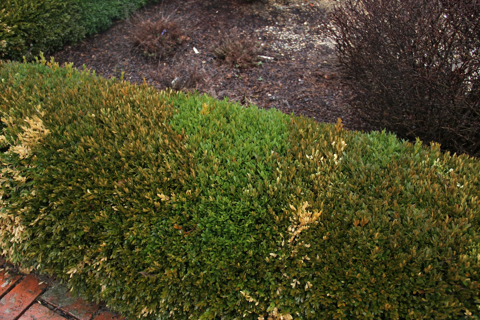 Volutella blight symptoms on boxwood after the winter of 2014-15. Note the gray green discoloration on the foliage. CONTRIBUTED