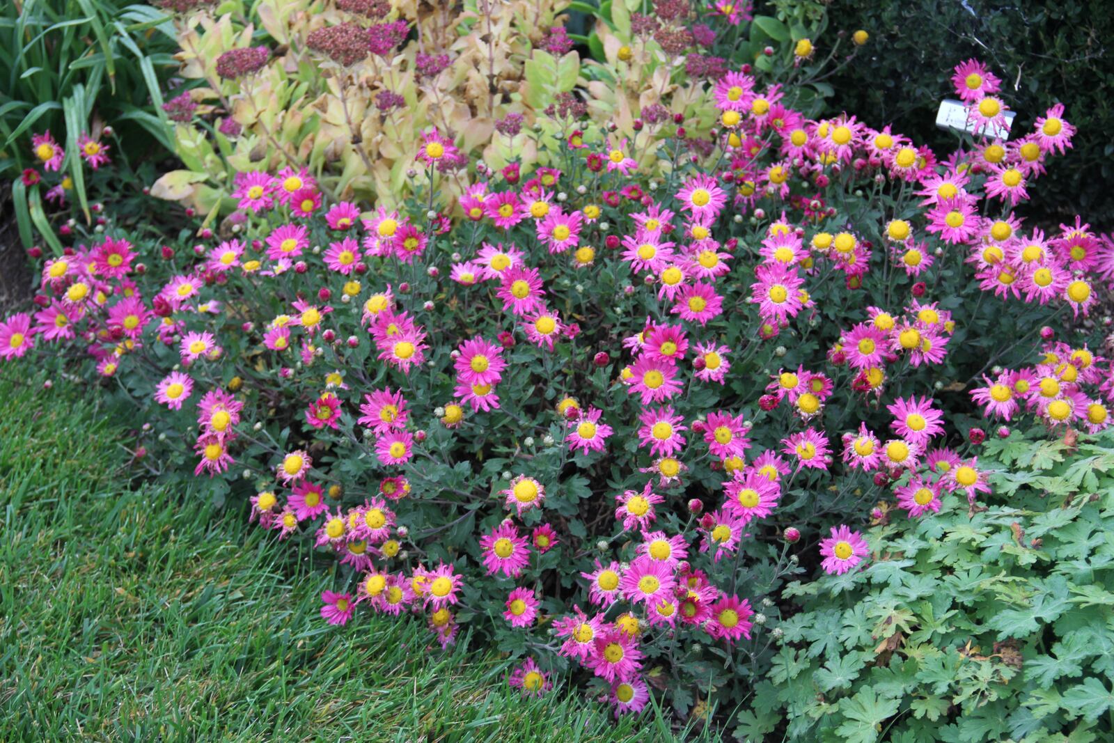 Mums from an Ohio garden. CONTRIBUTED