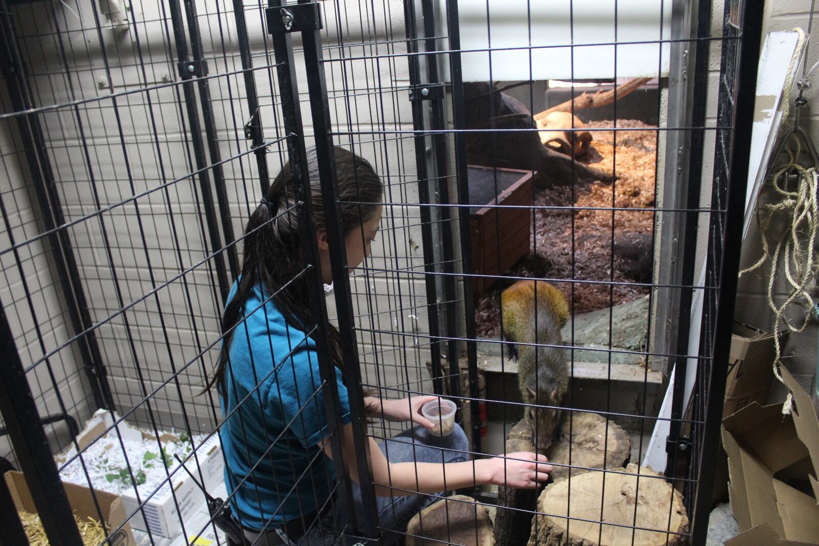 The Boonshoft Museum of Discovery closed to the public on May 15. Crystal the agouti is trained by staffer Teresa Slonaker.